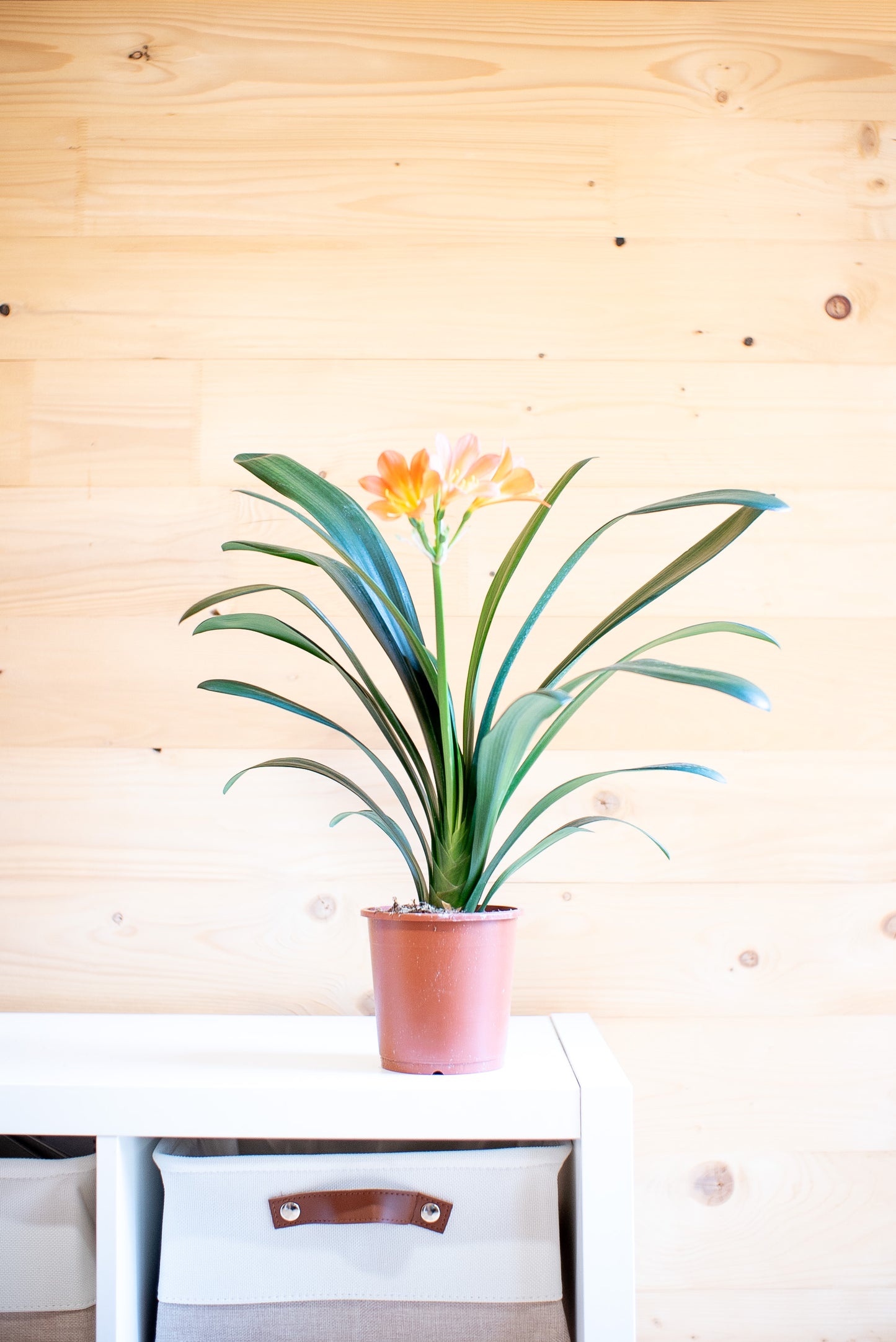 Clivia