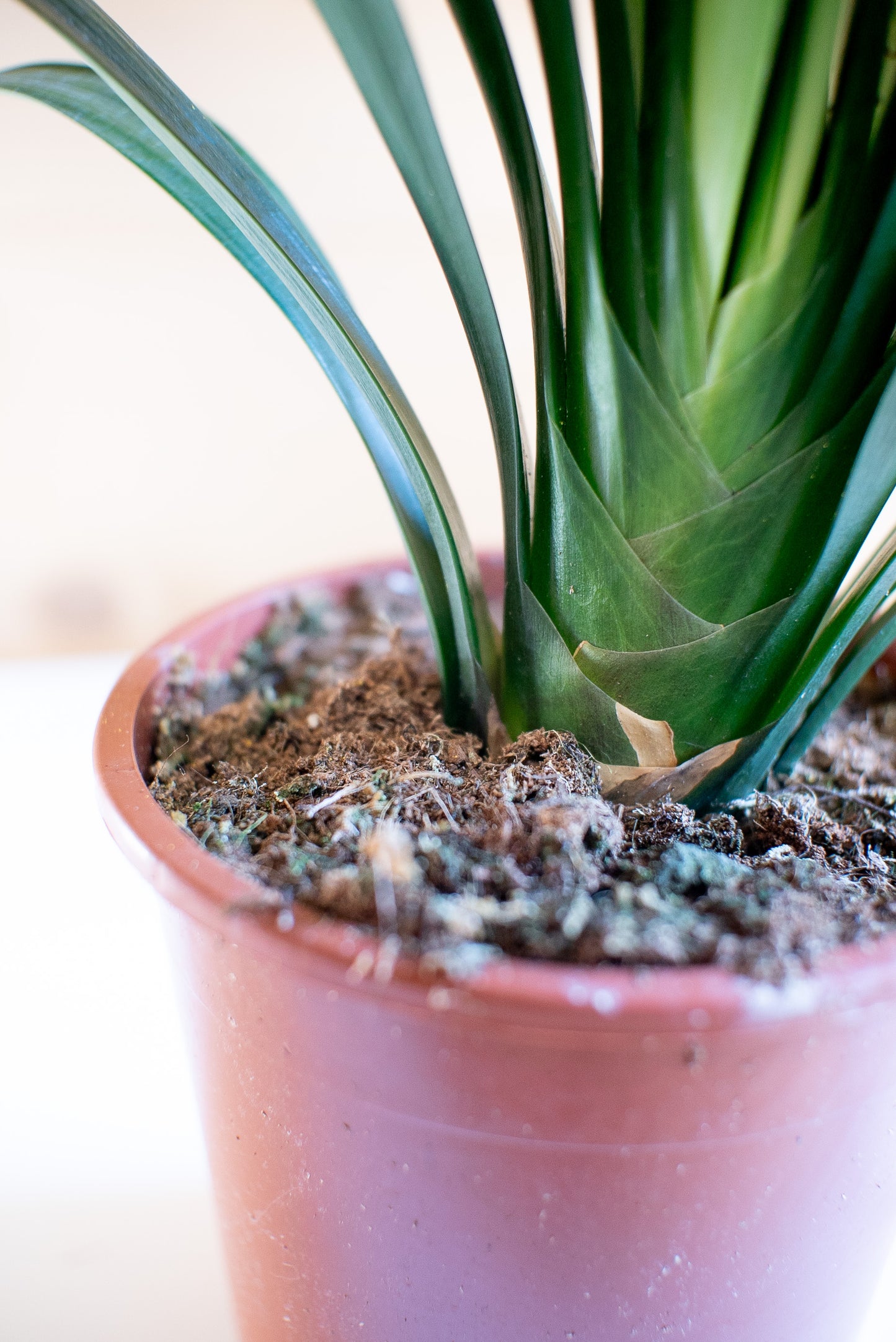 Clivia