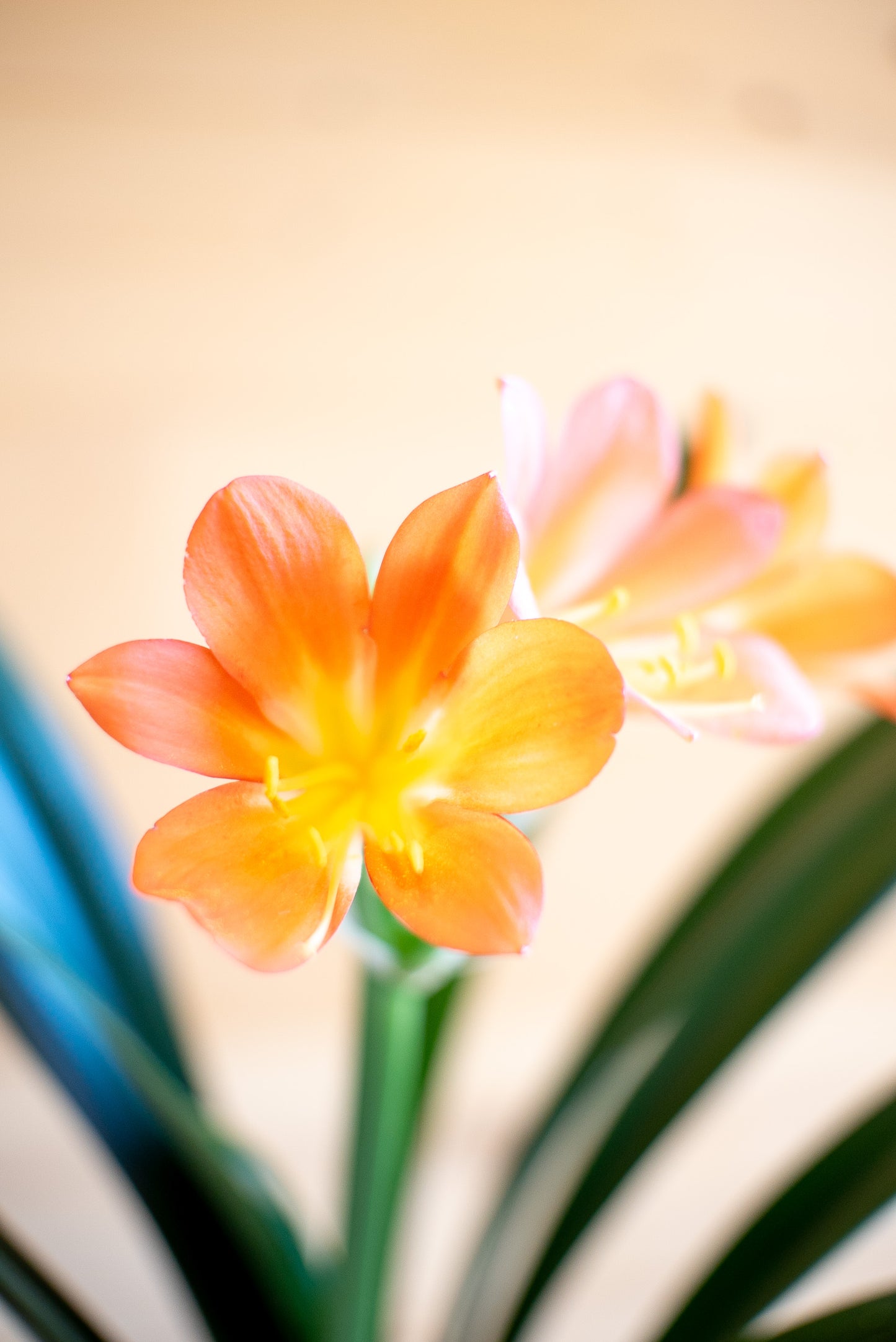 Clivia