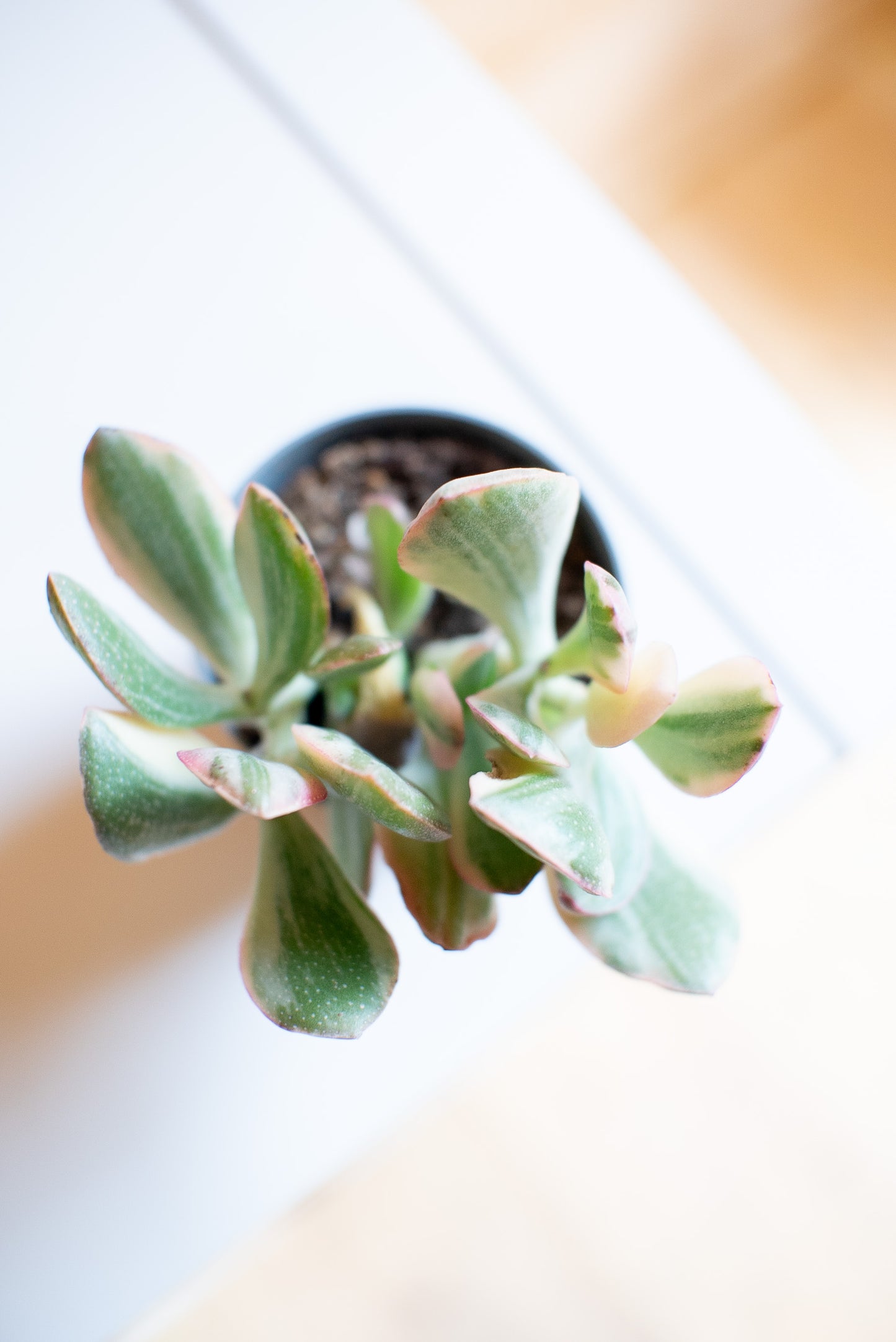 Crassula Money Maker f. variegata