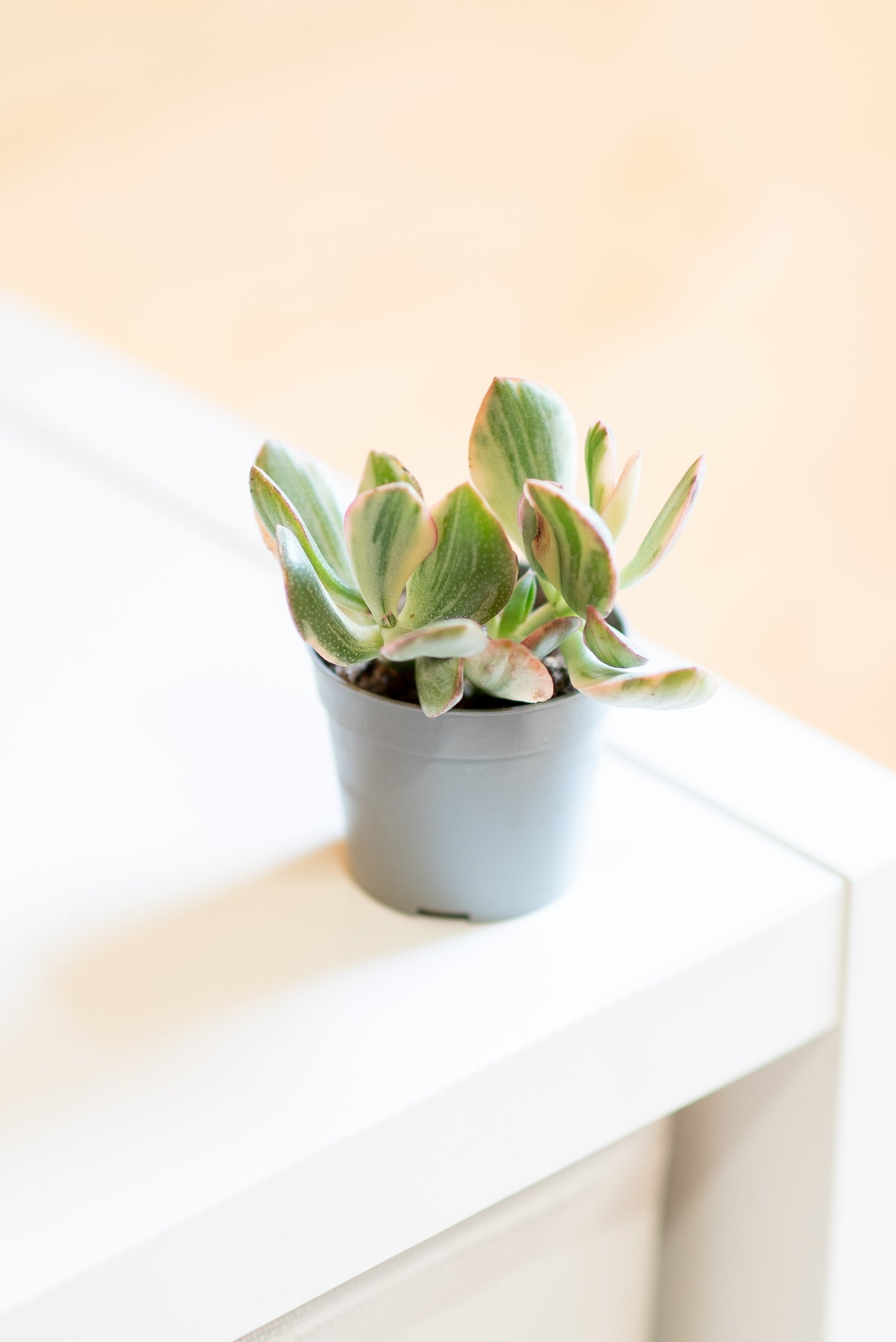 Crassula Money Maker f. variegata