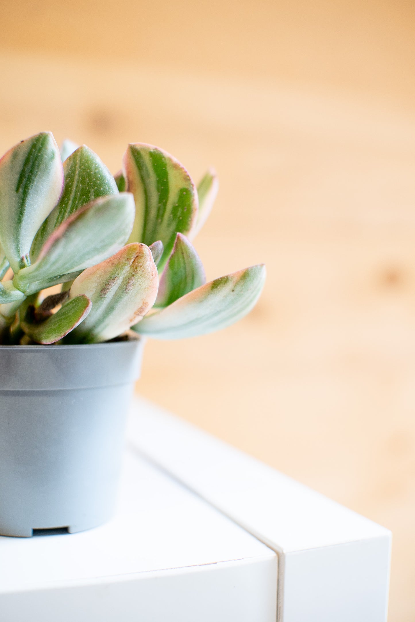 Crassula Money Maker f. variegata
