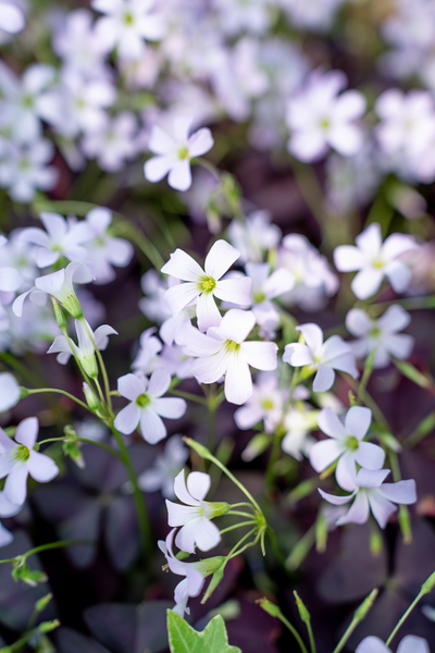 Oxalis Triangolaris