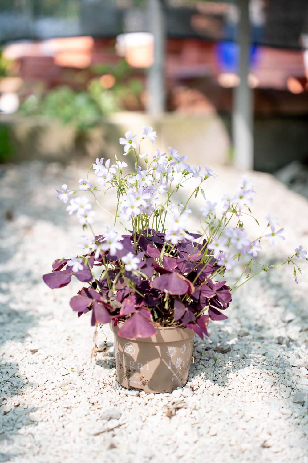 10 Bulbi Di Oxalis Triangularis (Trifoglio Fortunato) - Piante Rare Da Giardino - Foto 10