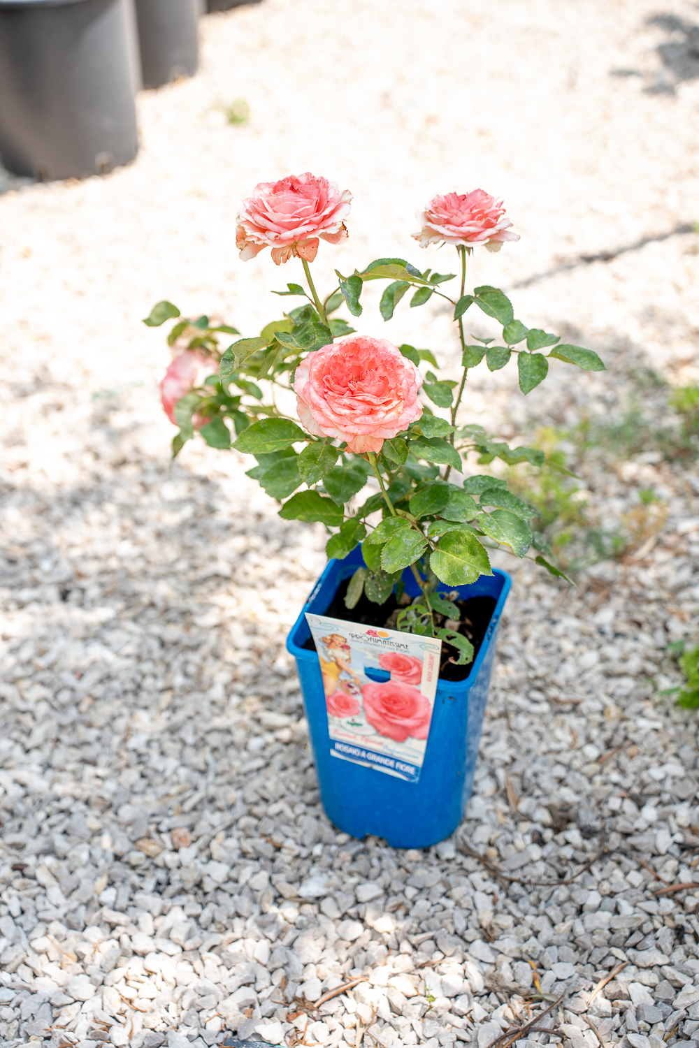Rosa Marie Caroline