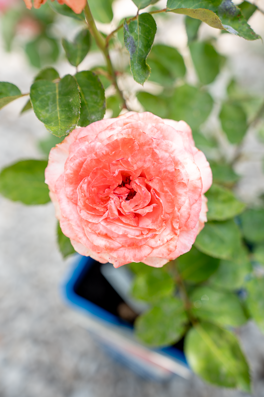Rosa Marie Caroline