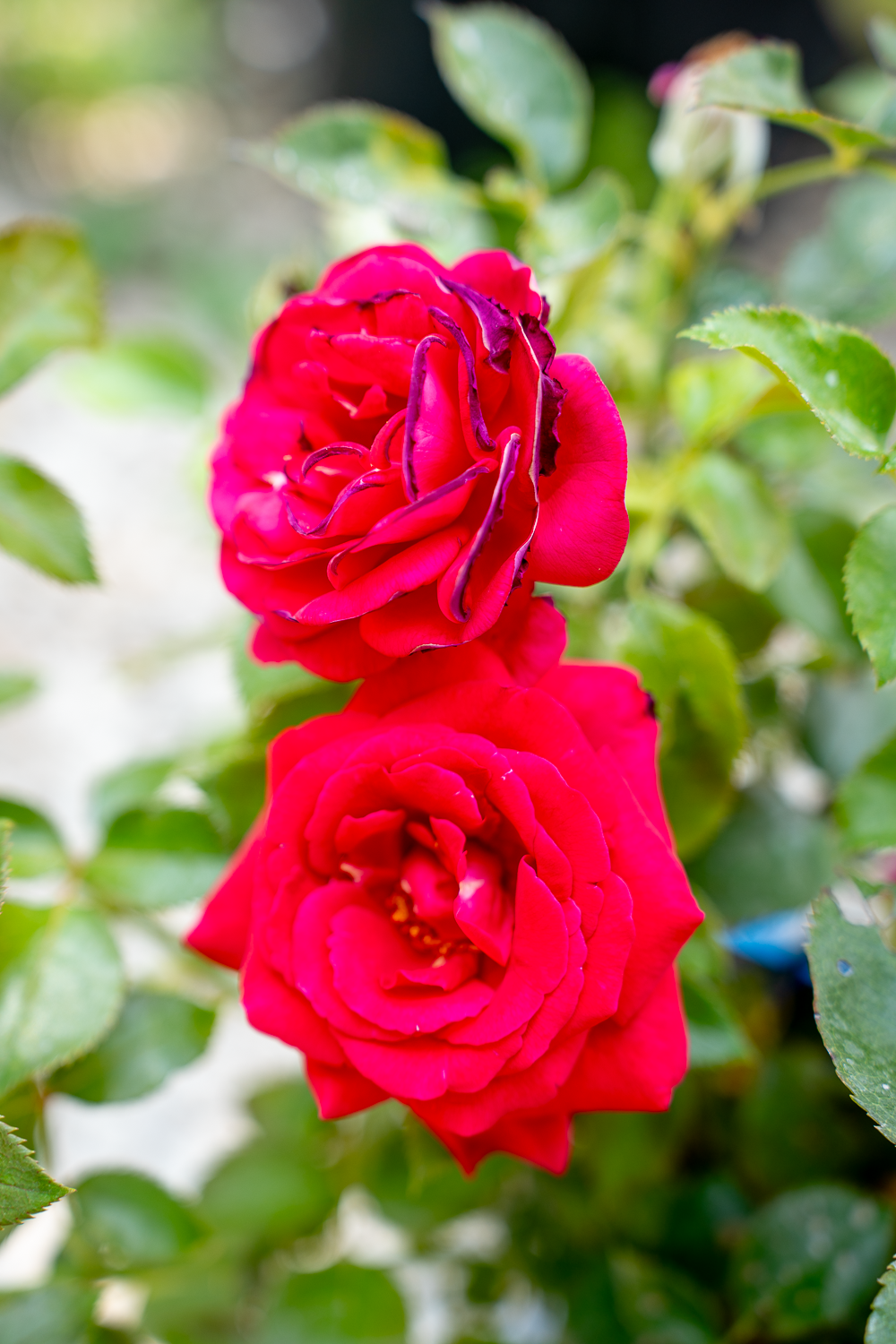 Rosa Grande Classe