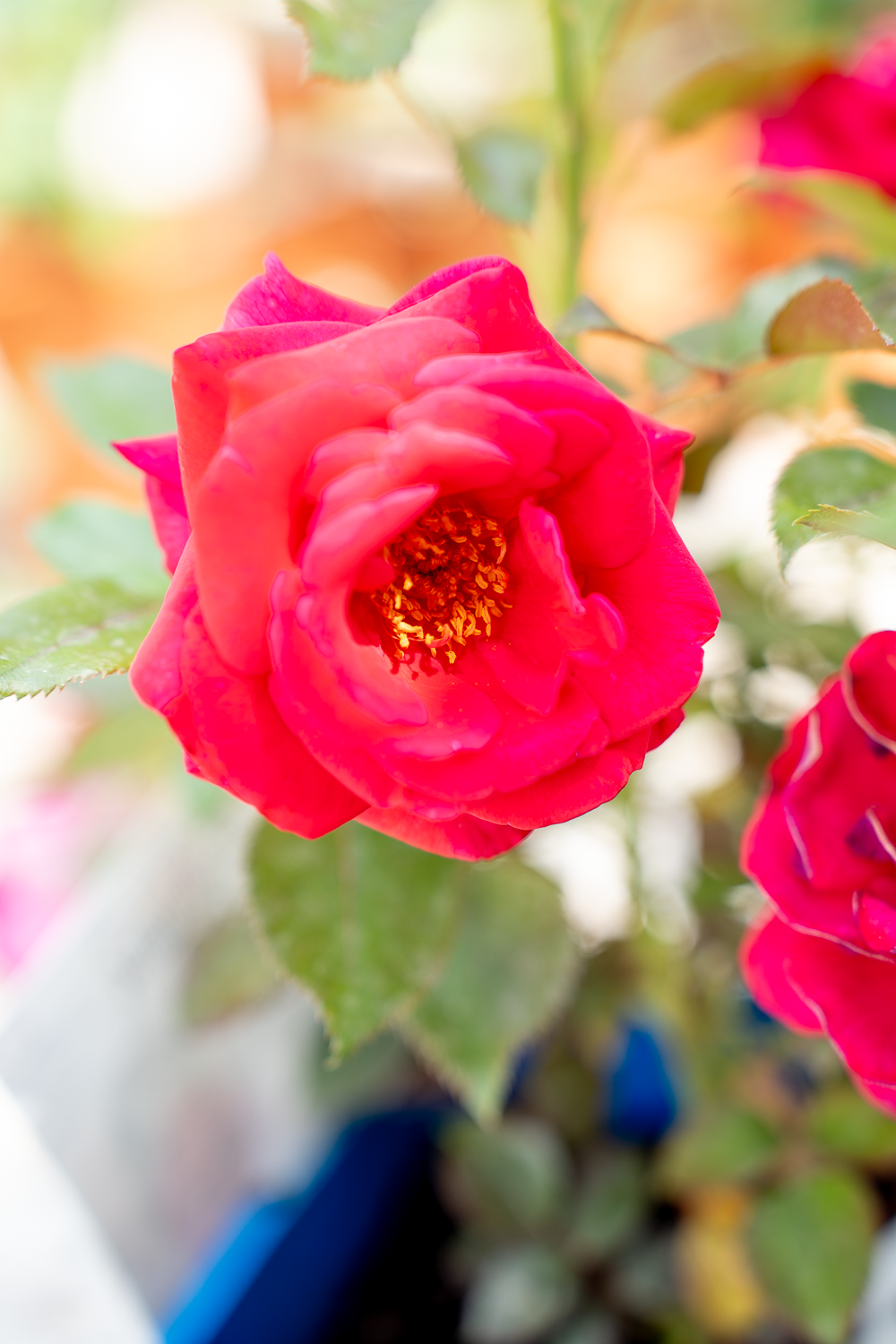 Rosa Grande Classe