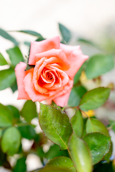 Rosa Anne Vanderlove