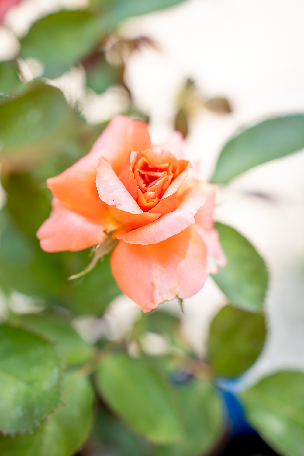 Rosa Anne Vanderlove