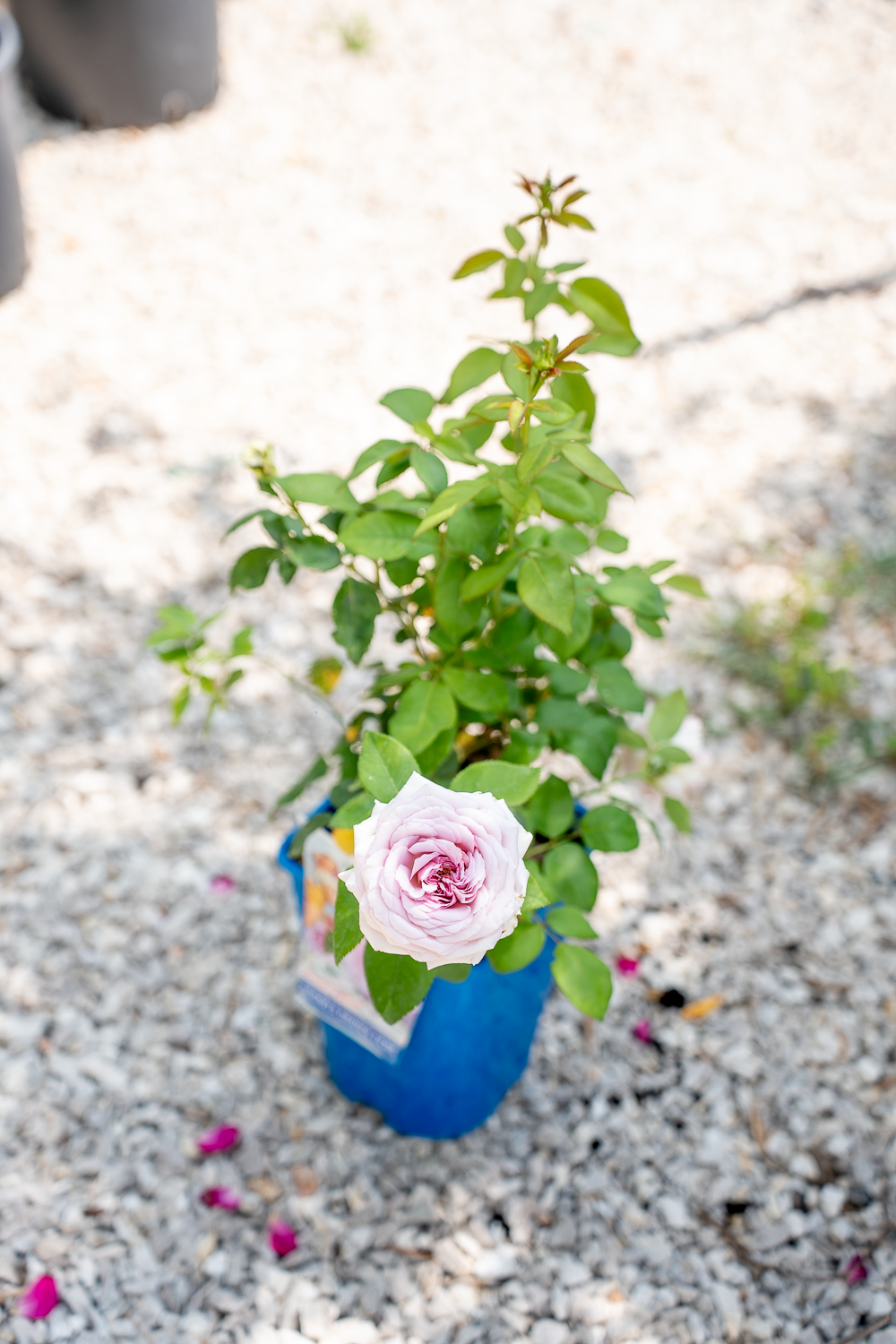 Rosa The Pride