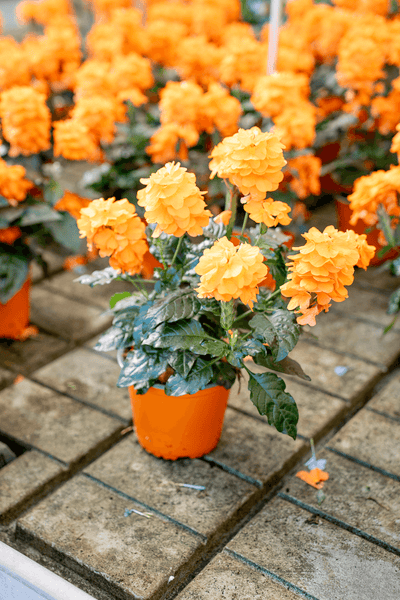 Crossandra