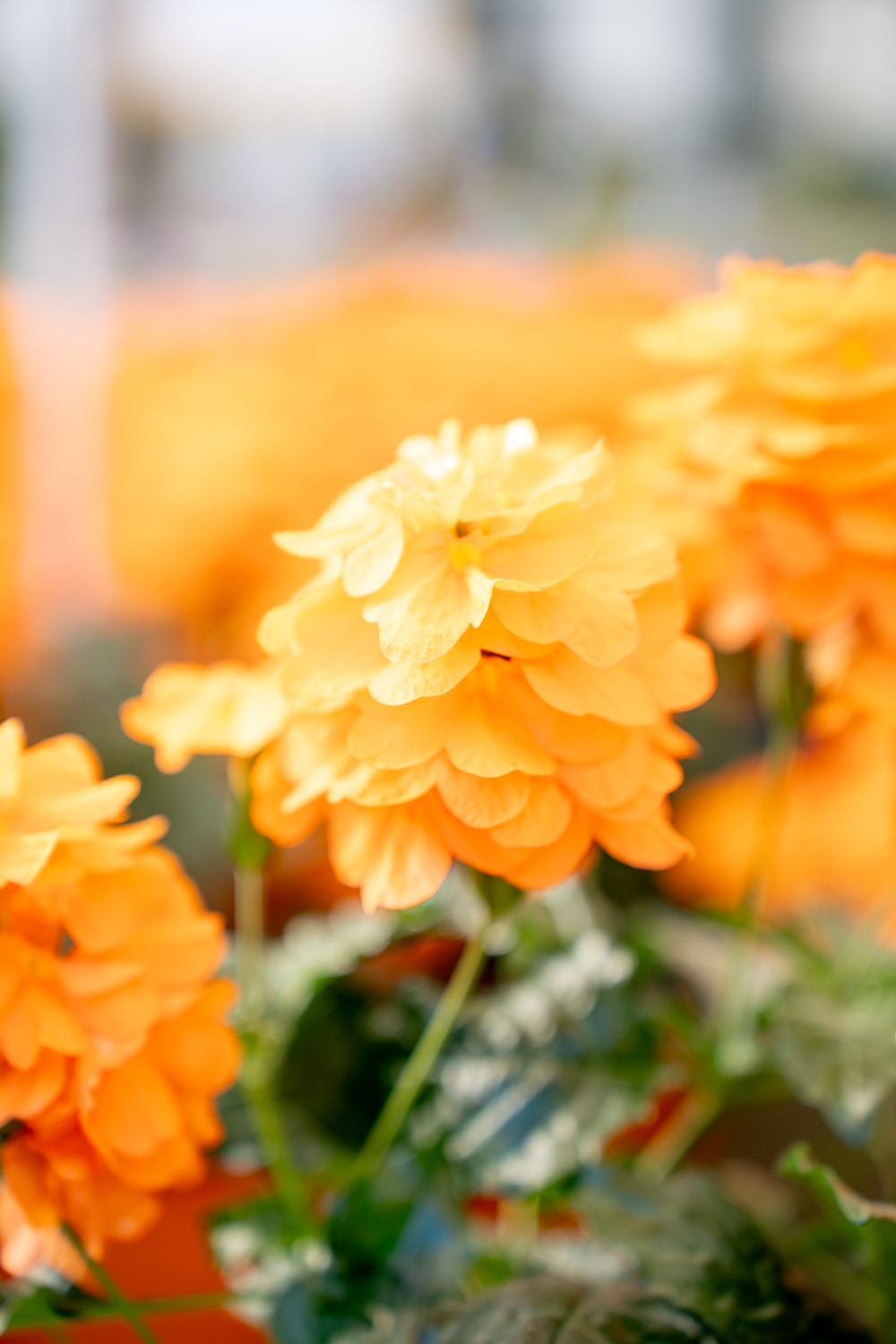 Crossandra