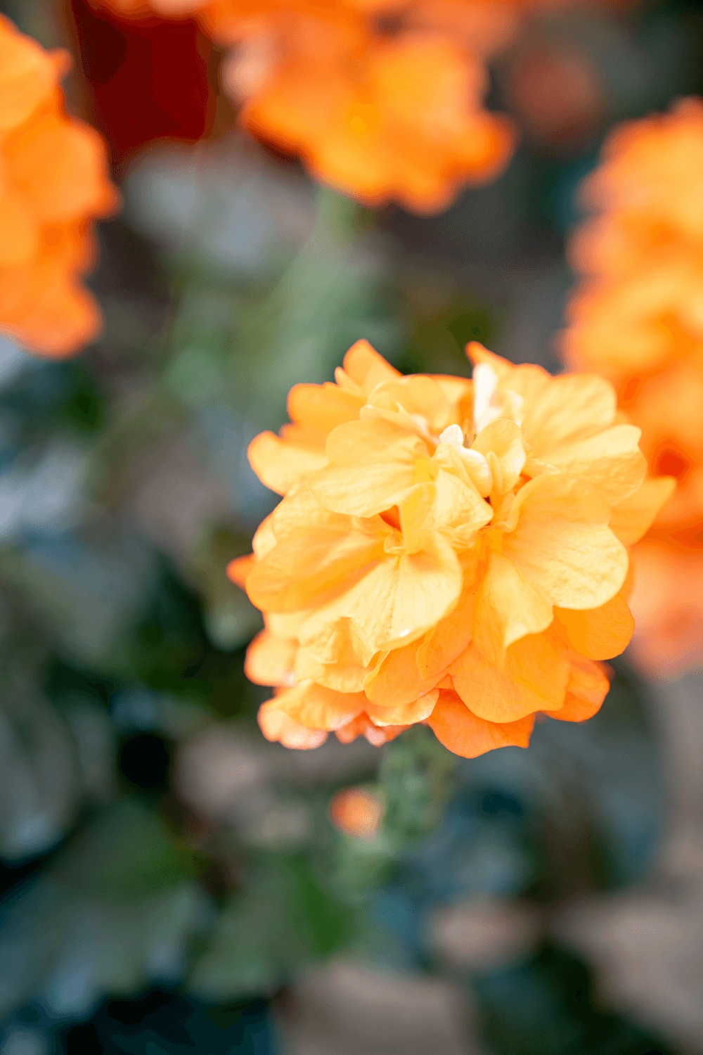 Crossandra