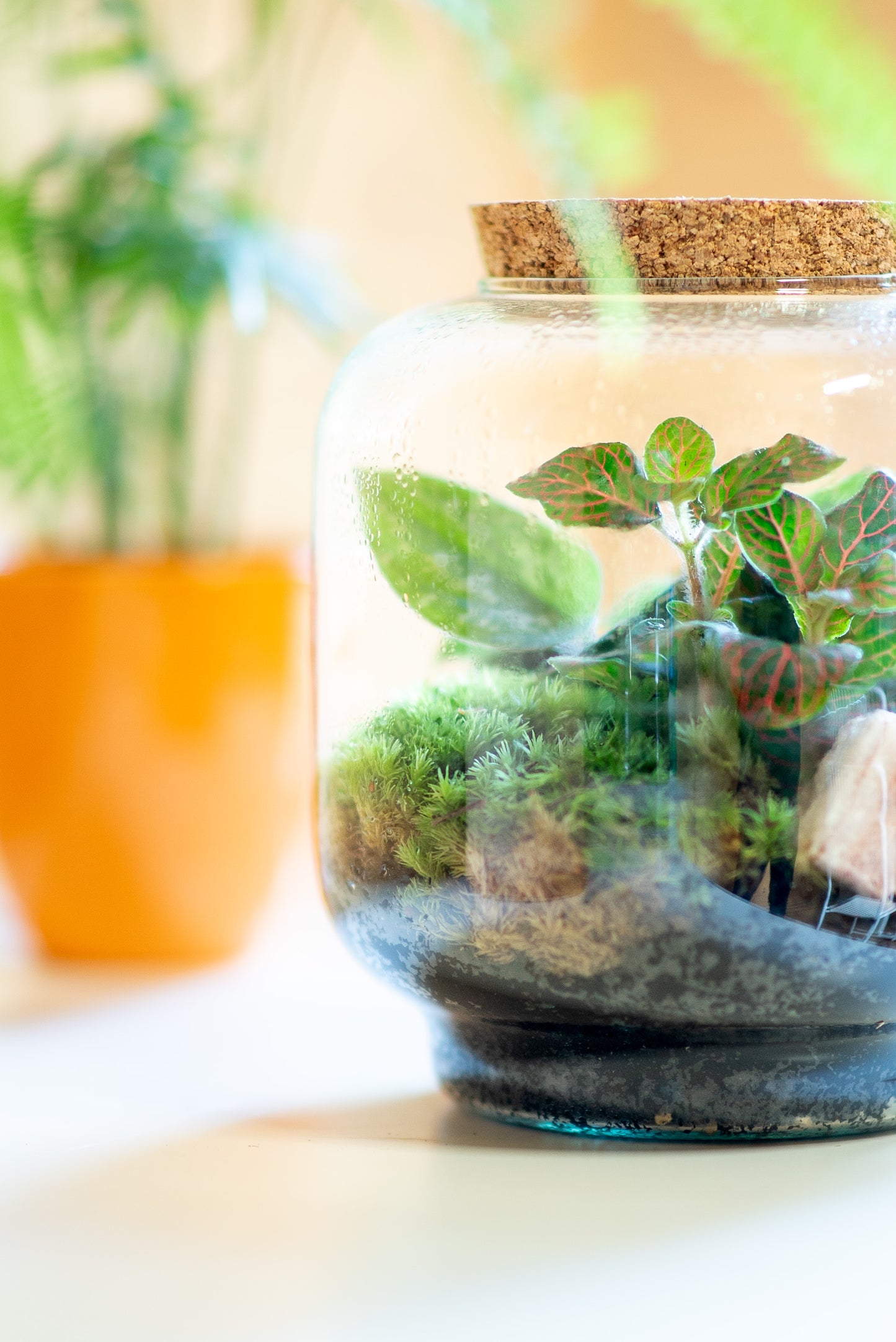 Terrarium lanterna