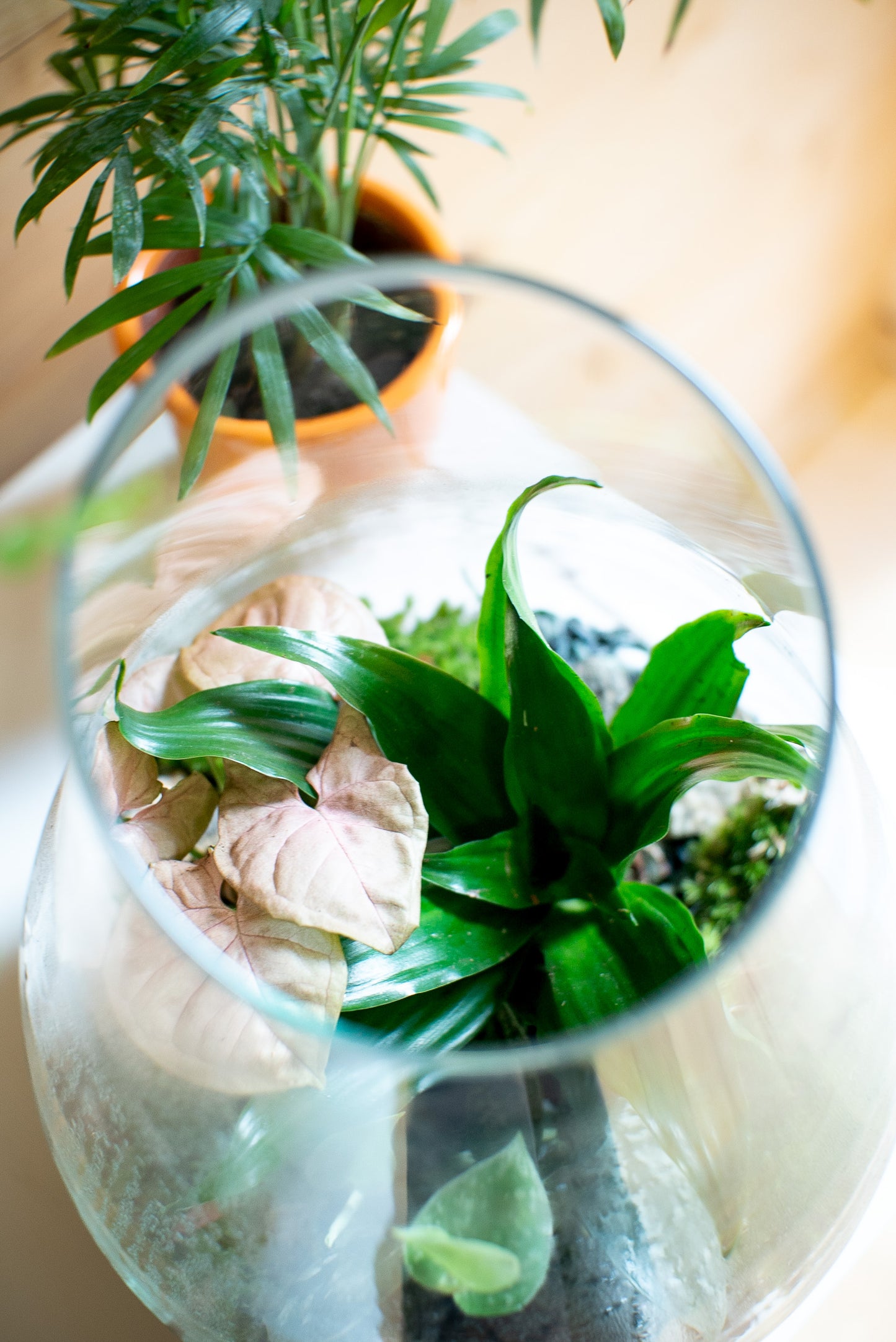 Terrarium asimmetrico
