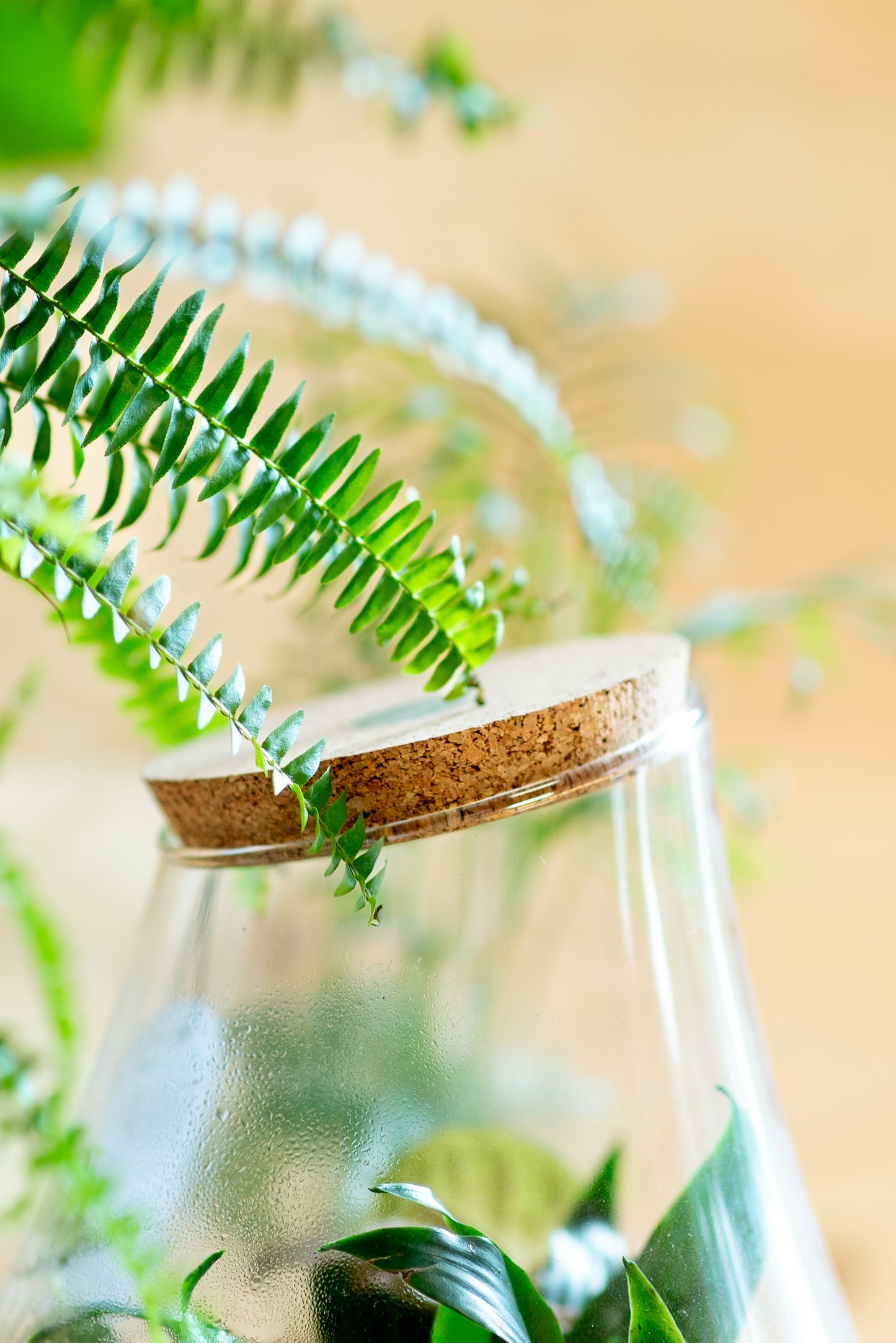 Terrarium asimmetrico