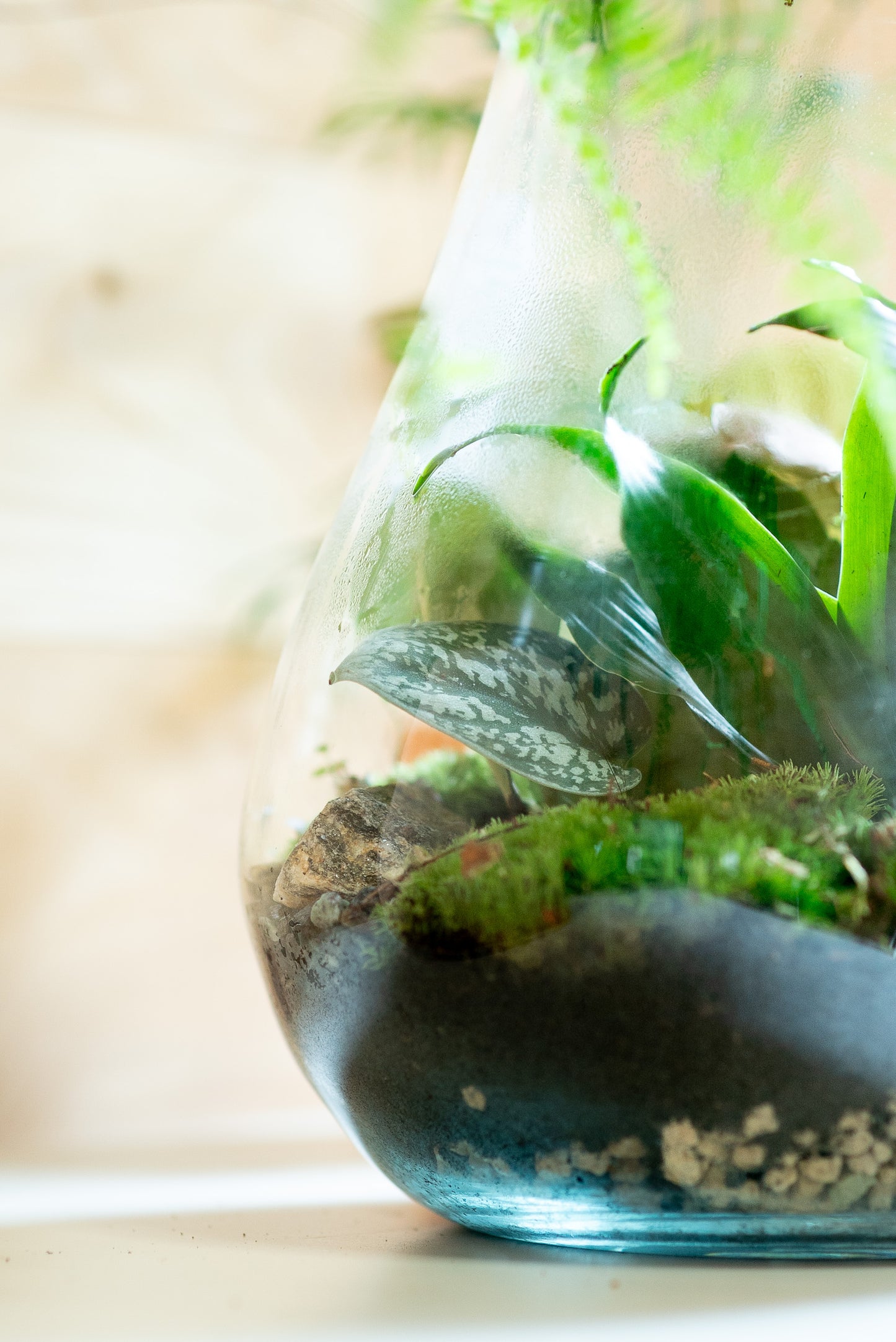 Terrarium asimmetrico