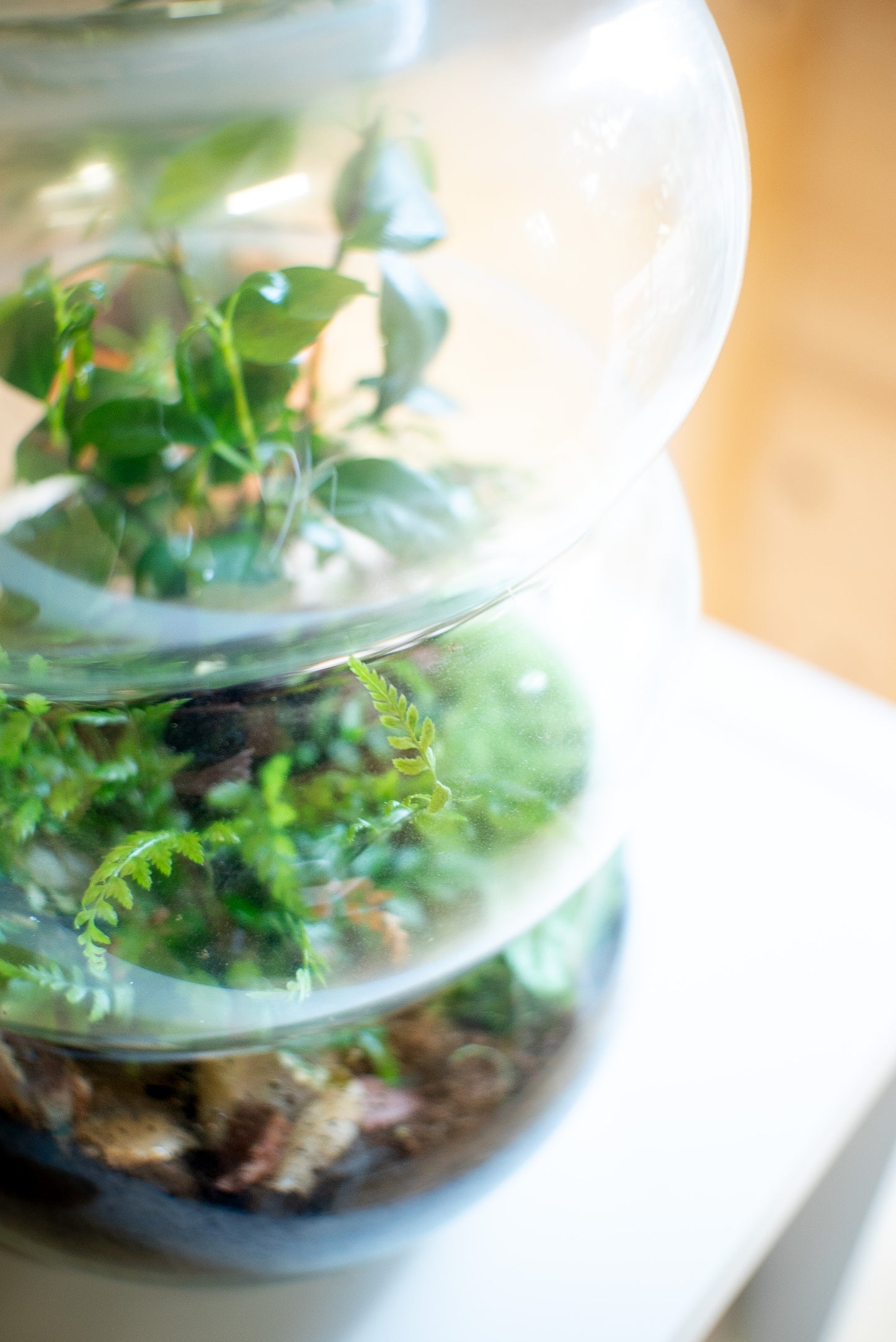 Terrarium a spirale segmentata
