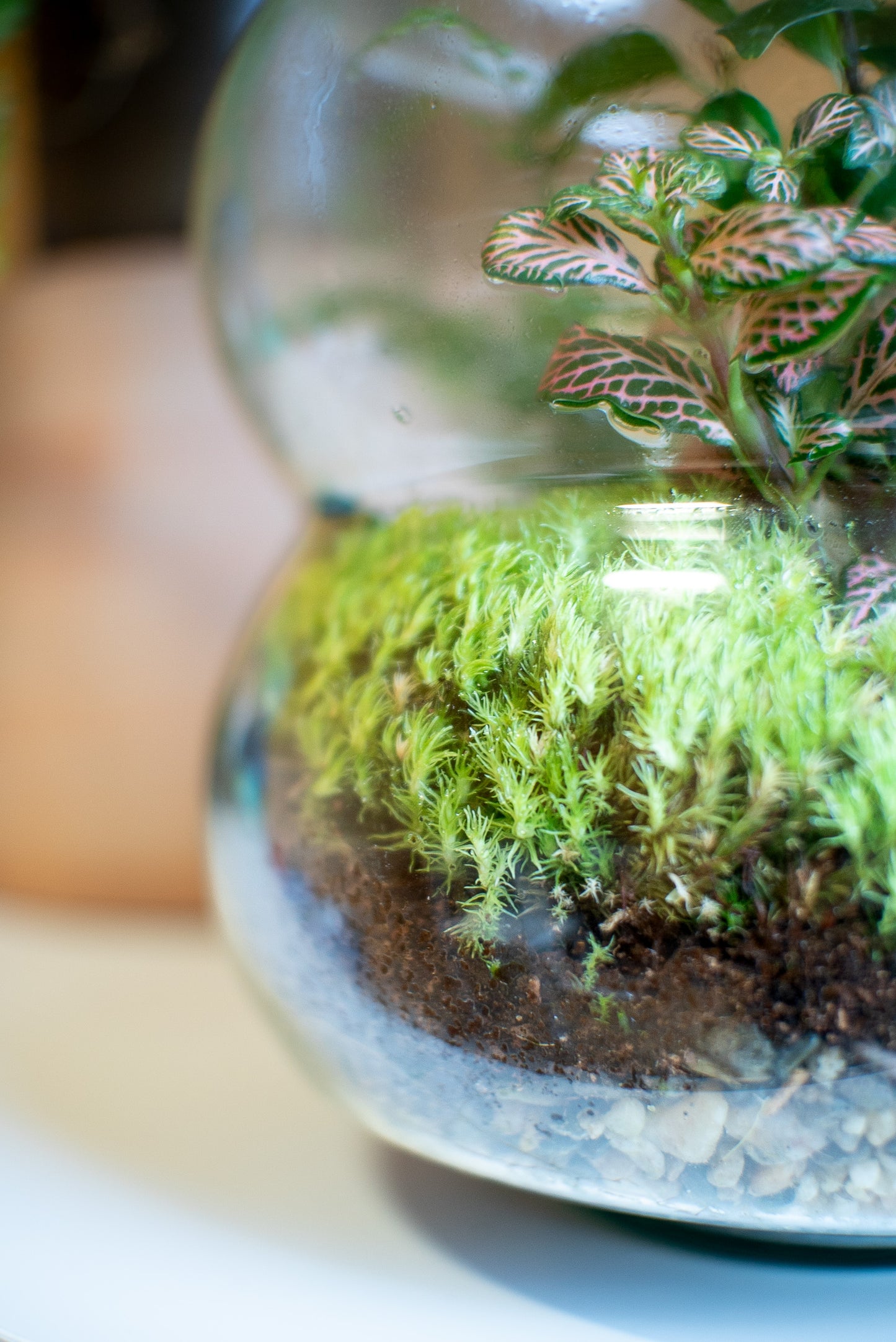 Terrarium a spirale segmentata