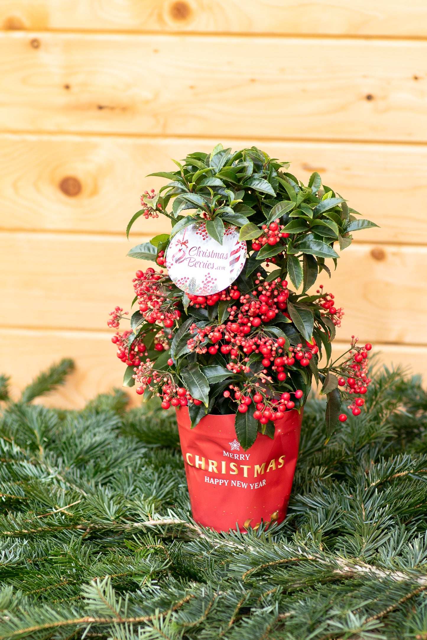 Ardisia Crenata