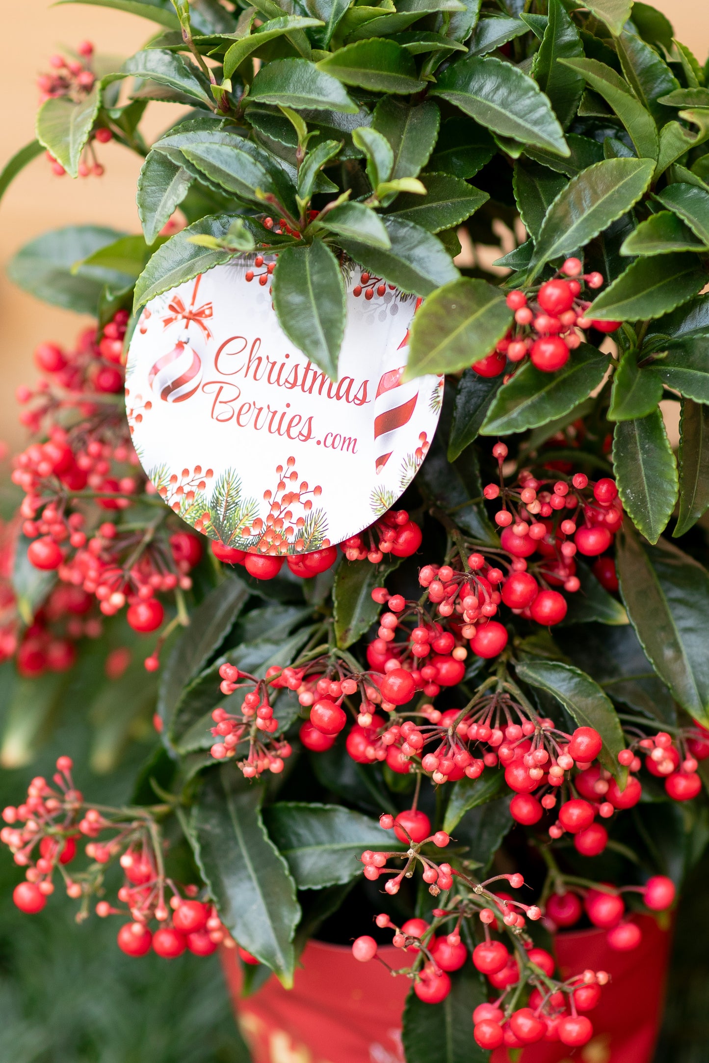 Ardisia Crenata