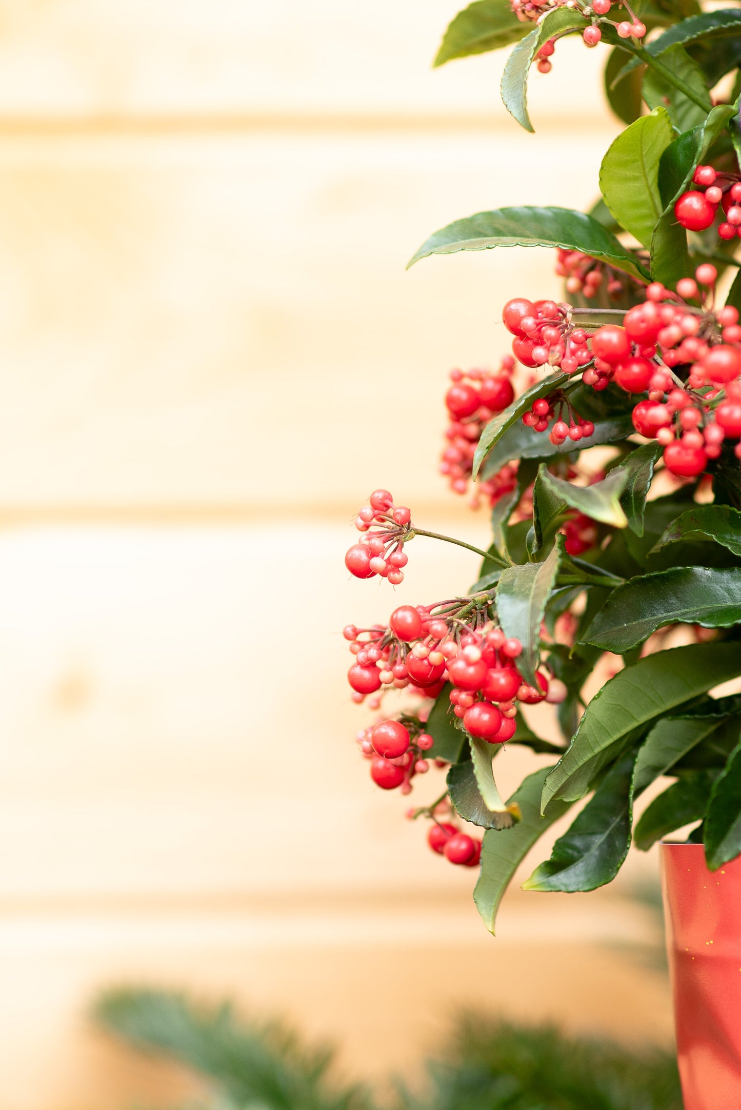 Ardisia Crenata