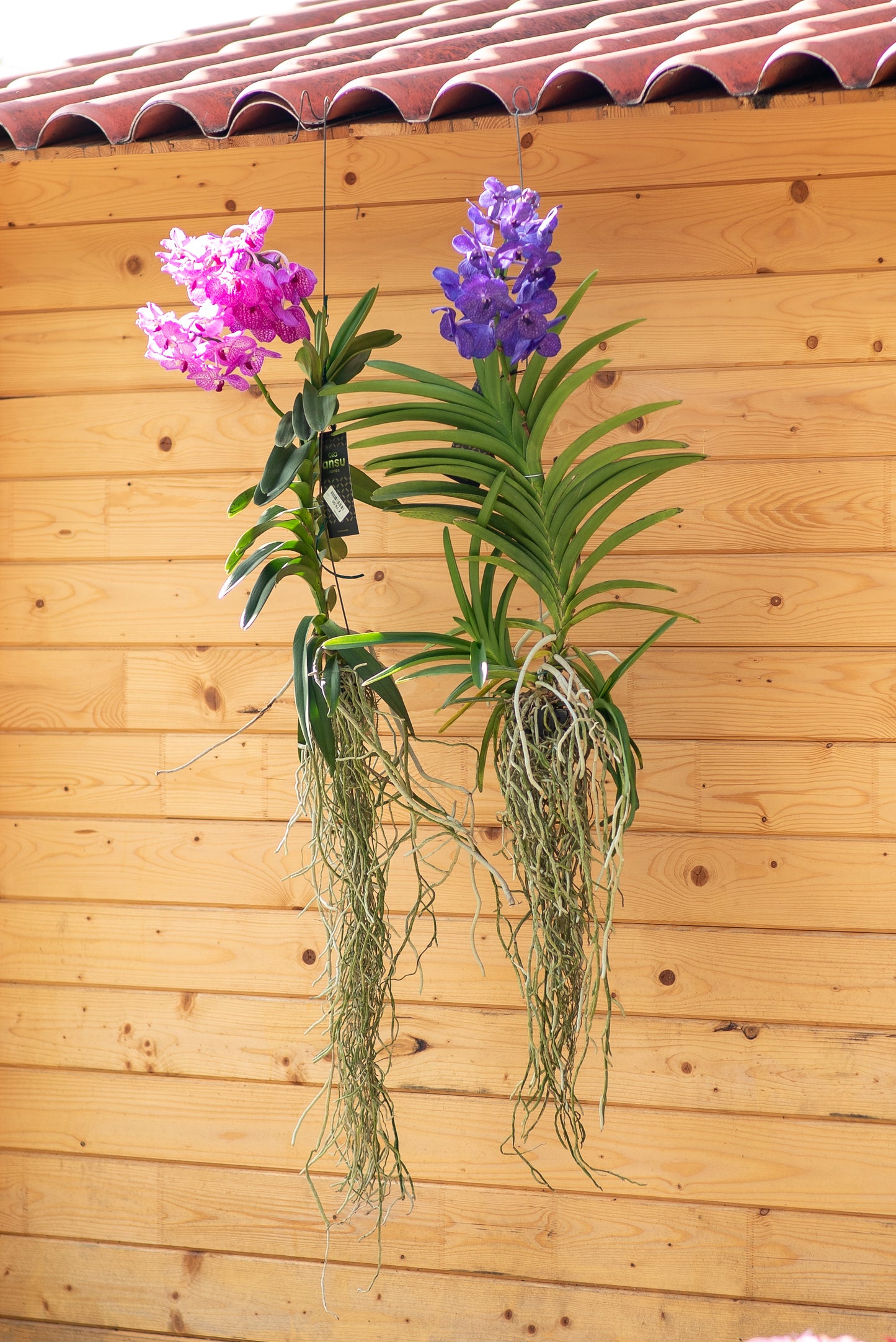 Orchidee Vanda