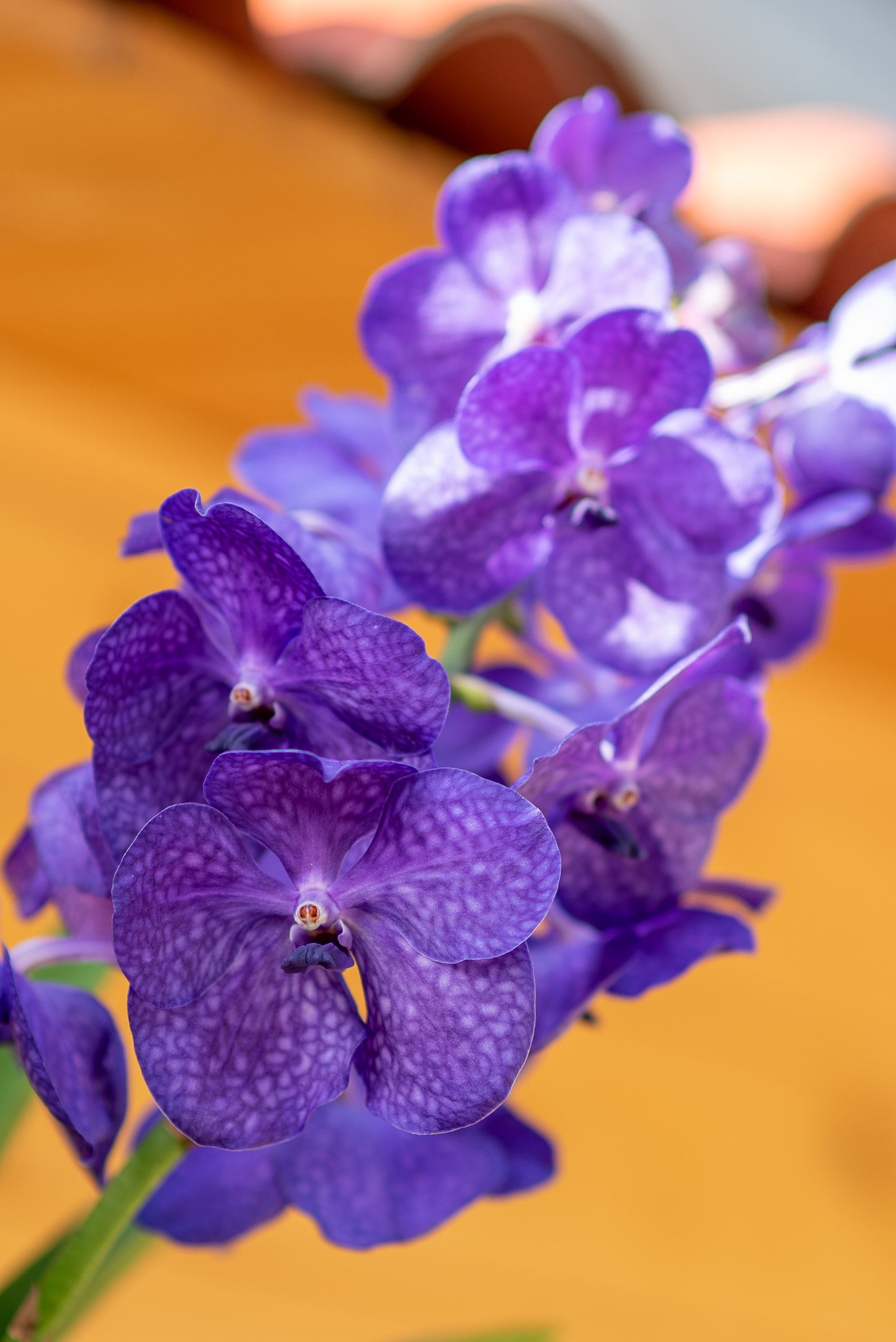 Orchidee Vanda