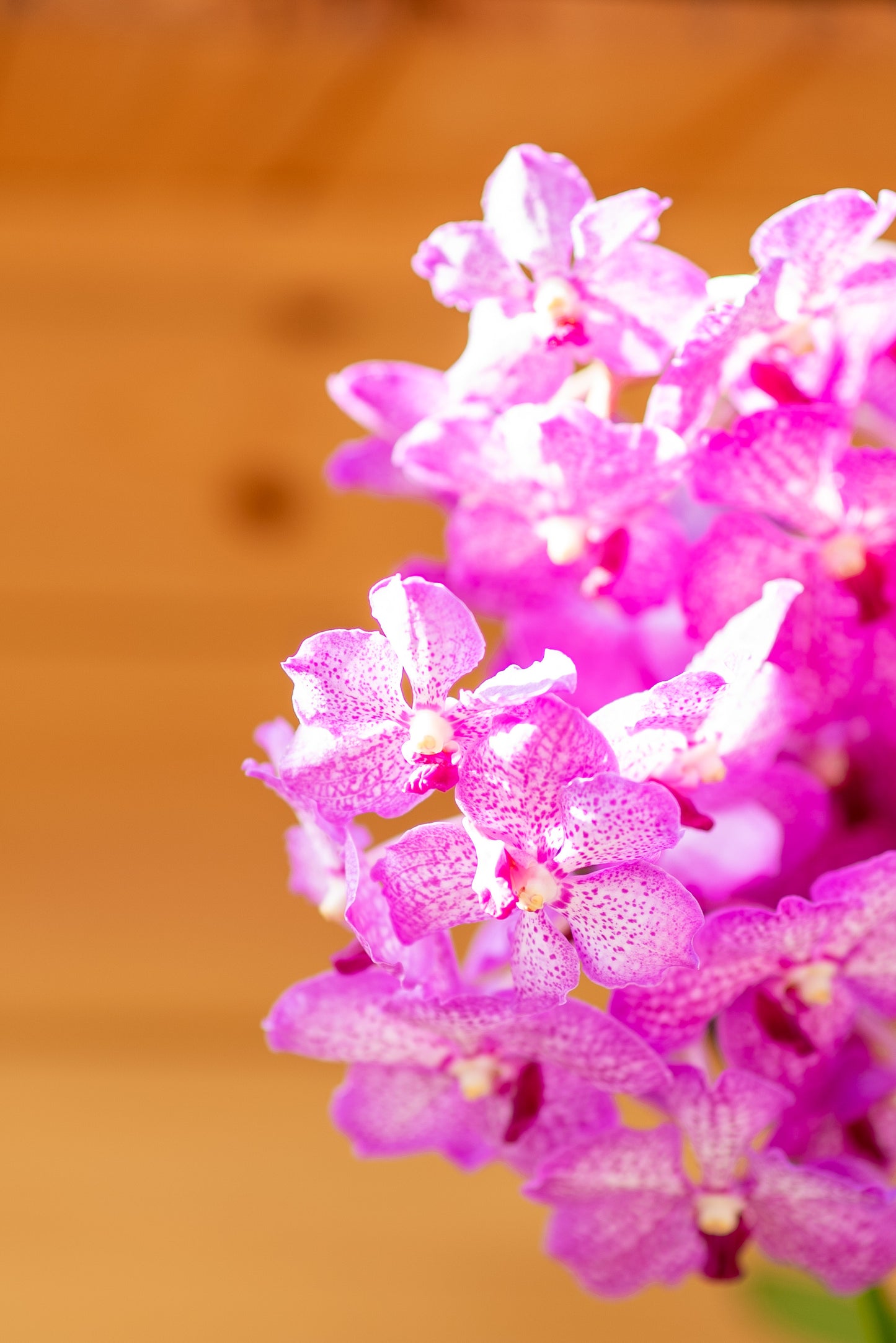 Orchidee Vanda