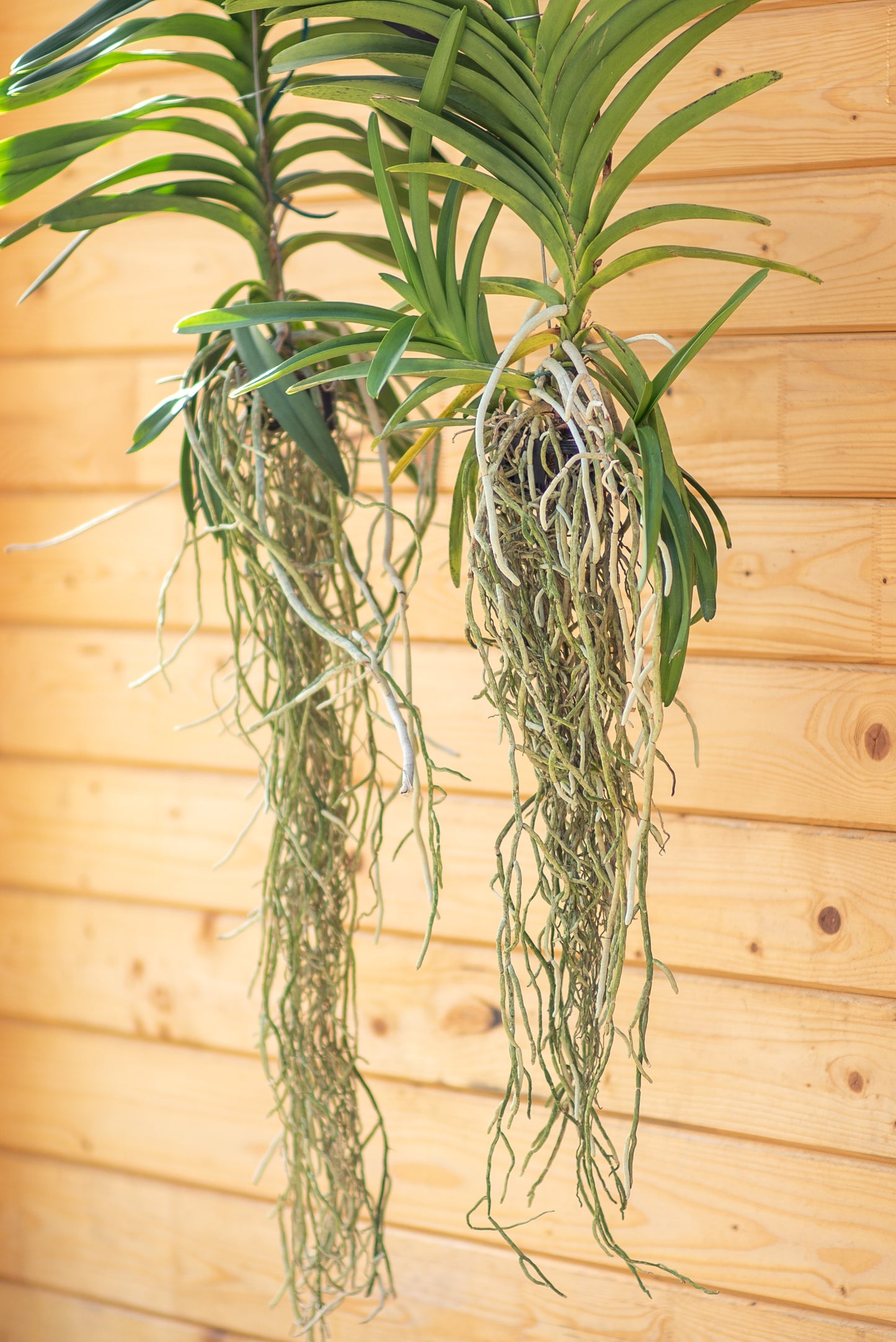Orchidee Vanda