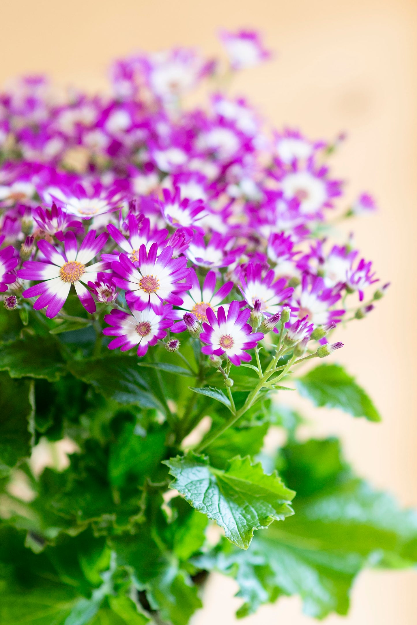 Cineraria