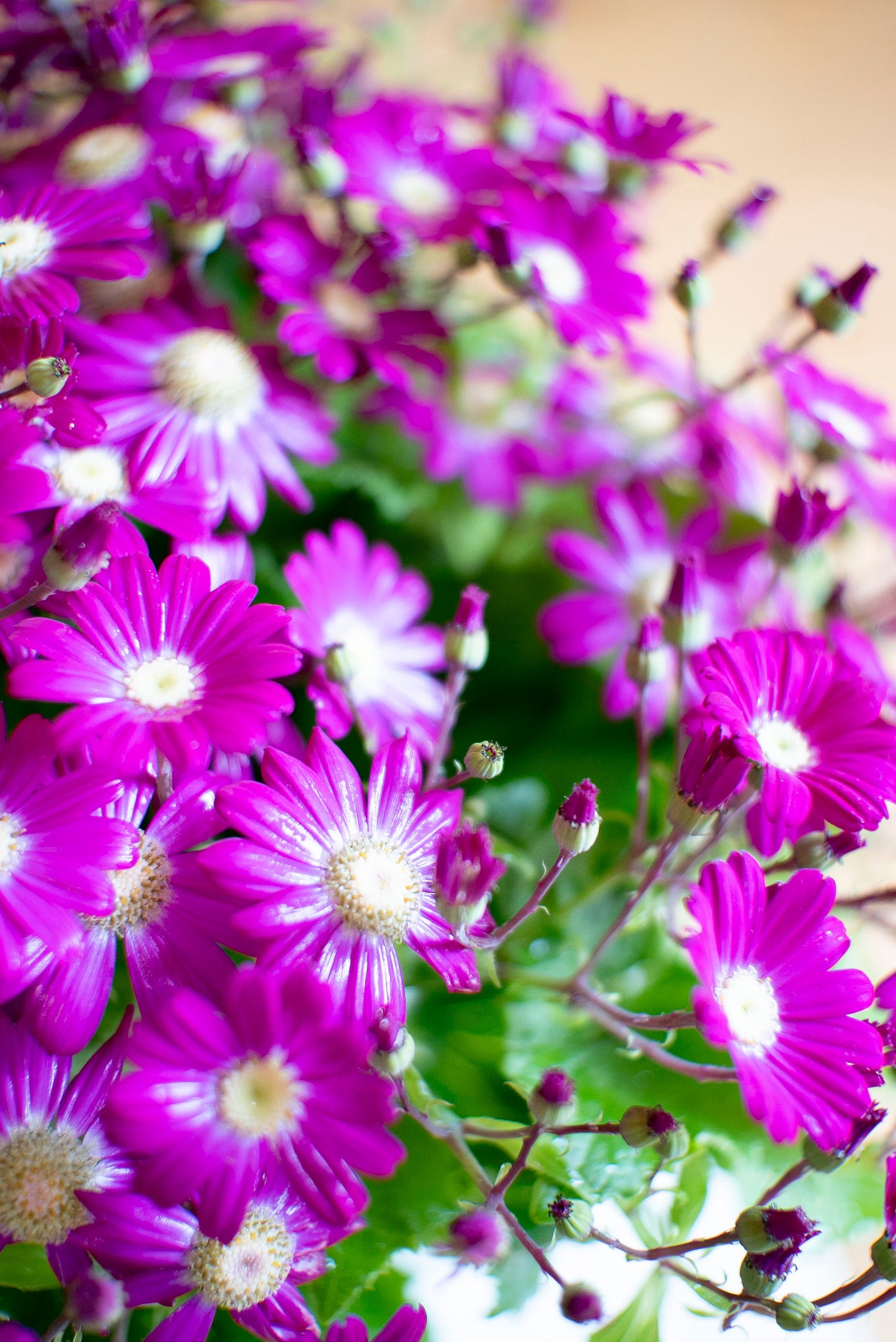 Cineraria