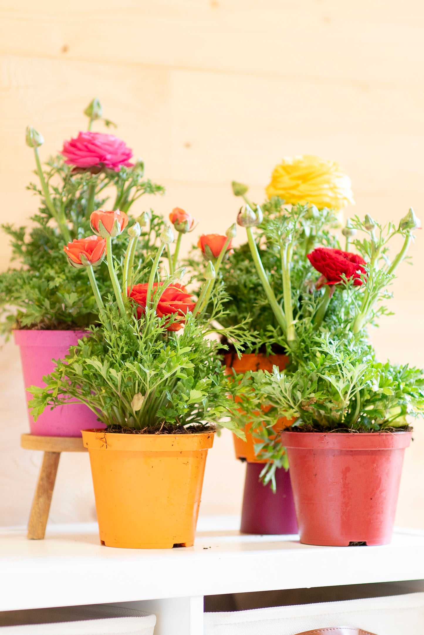 Ranuncolo (Ranunculus)