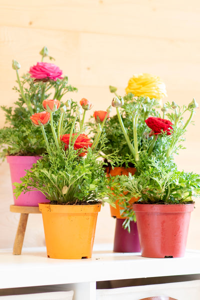 Ranuncolo (Ranunculus)