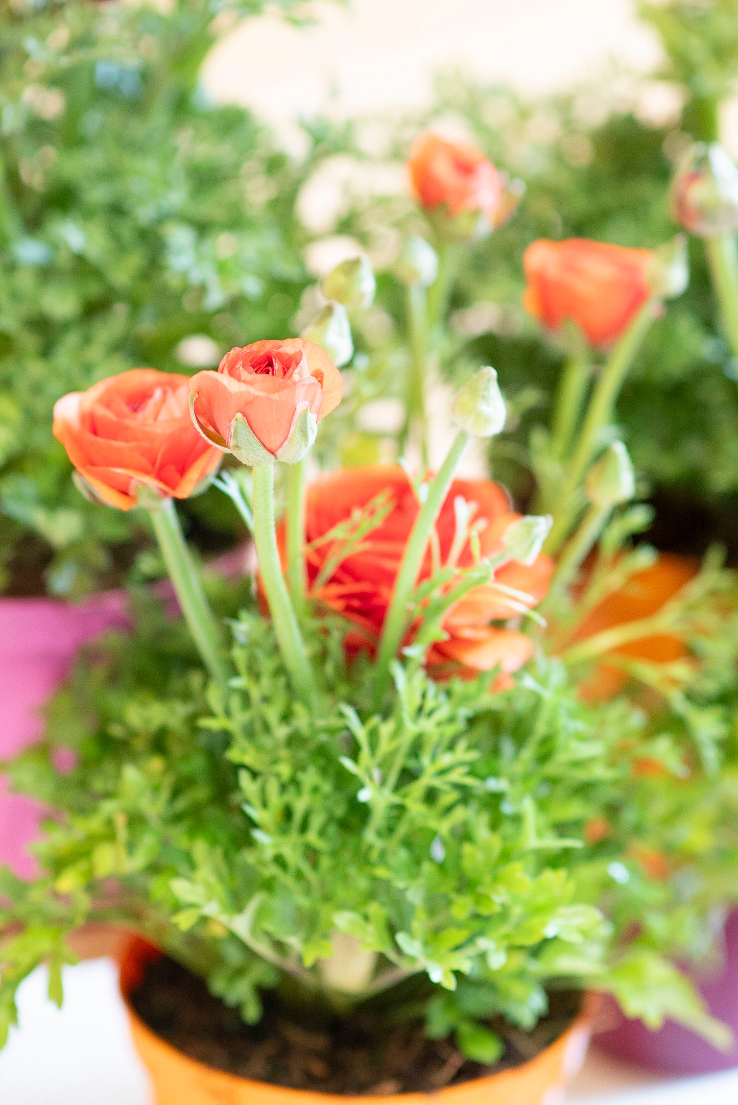Ranuncolo (Ranunculus)