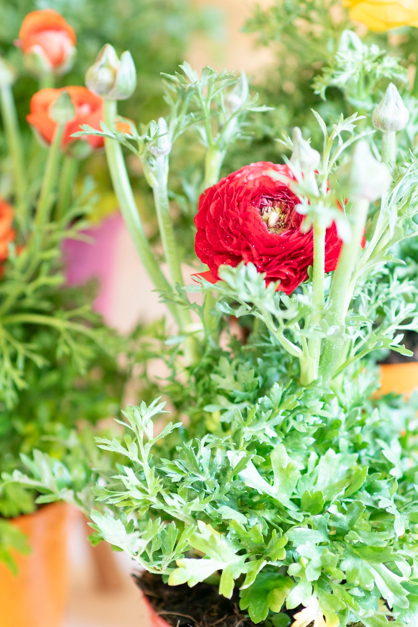 Ranuncolo (Ranunculus)