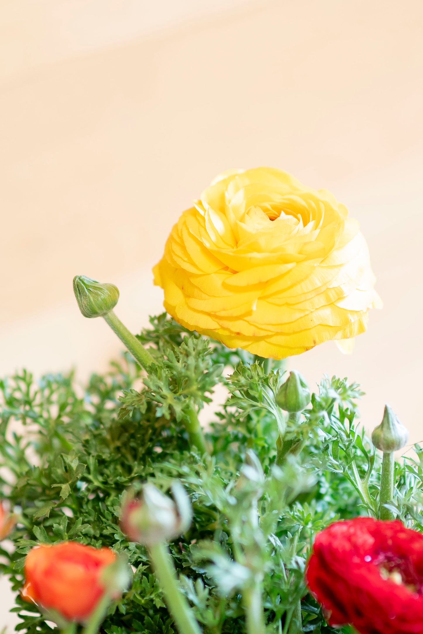 Ranuncolo (Ranunculus)