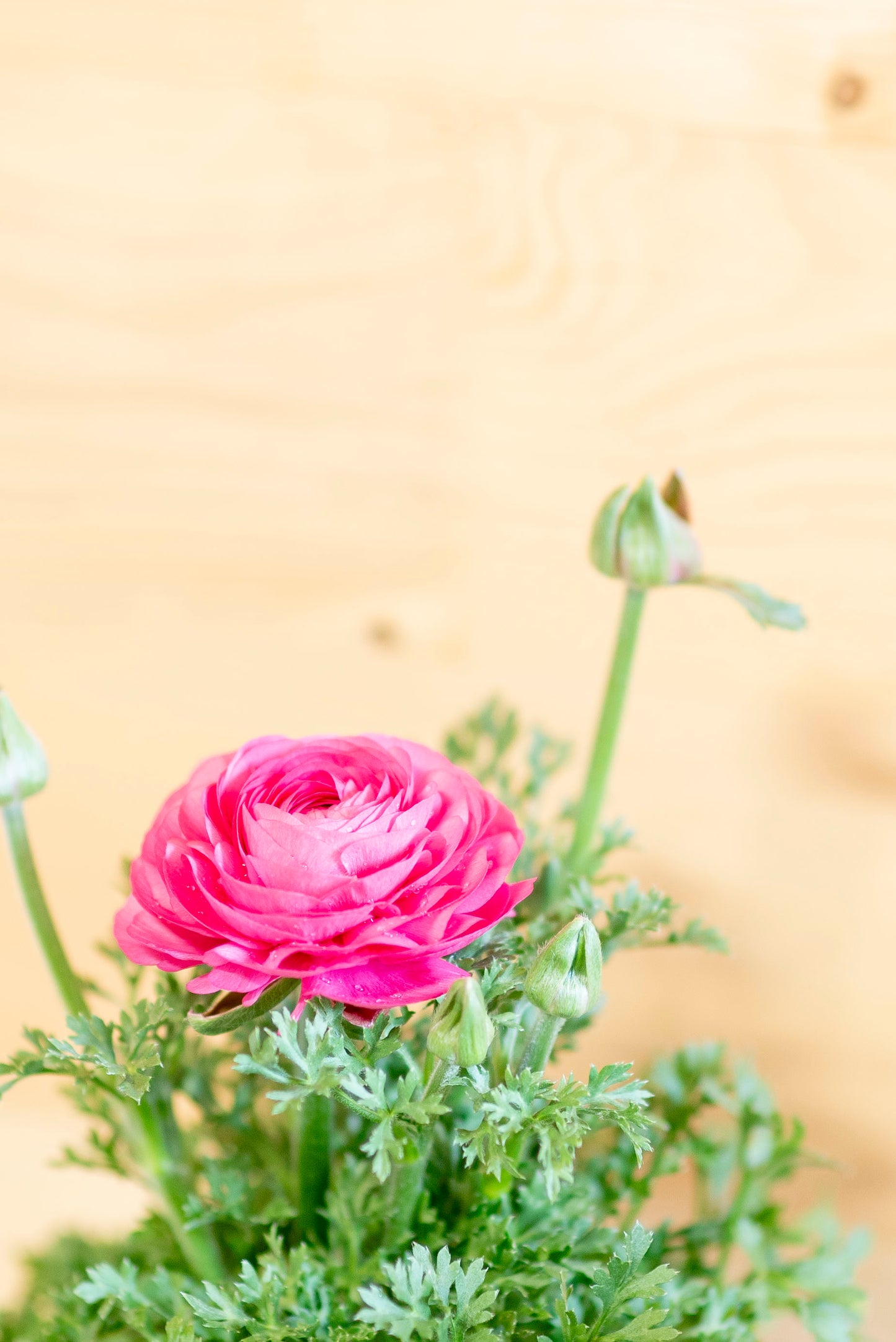 Ranuncolo (Ranunculus)