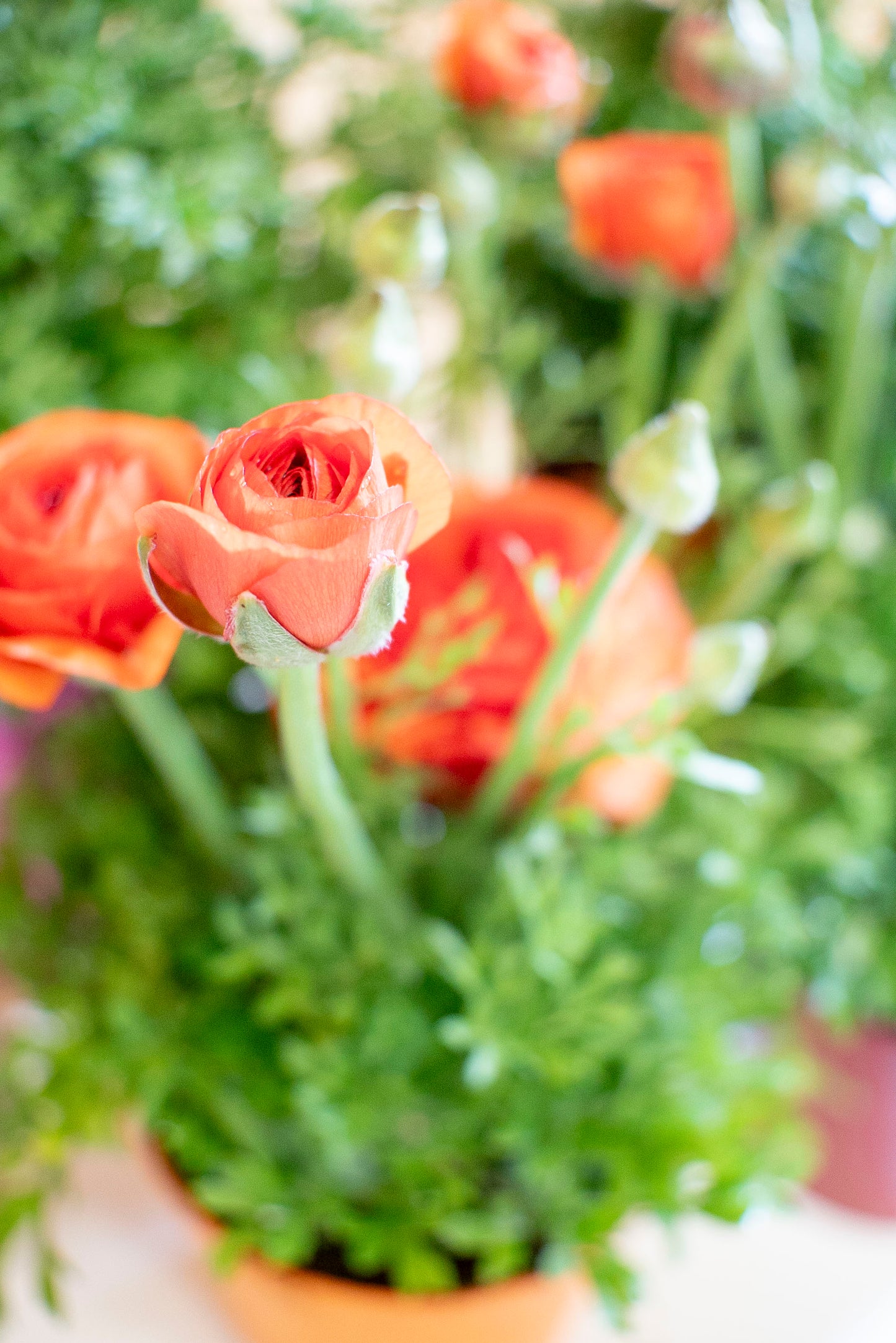 Ranuncolo (Ranunculus)