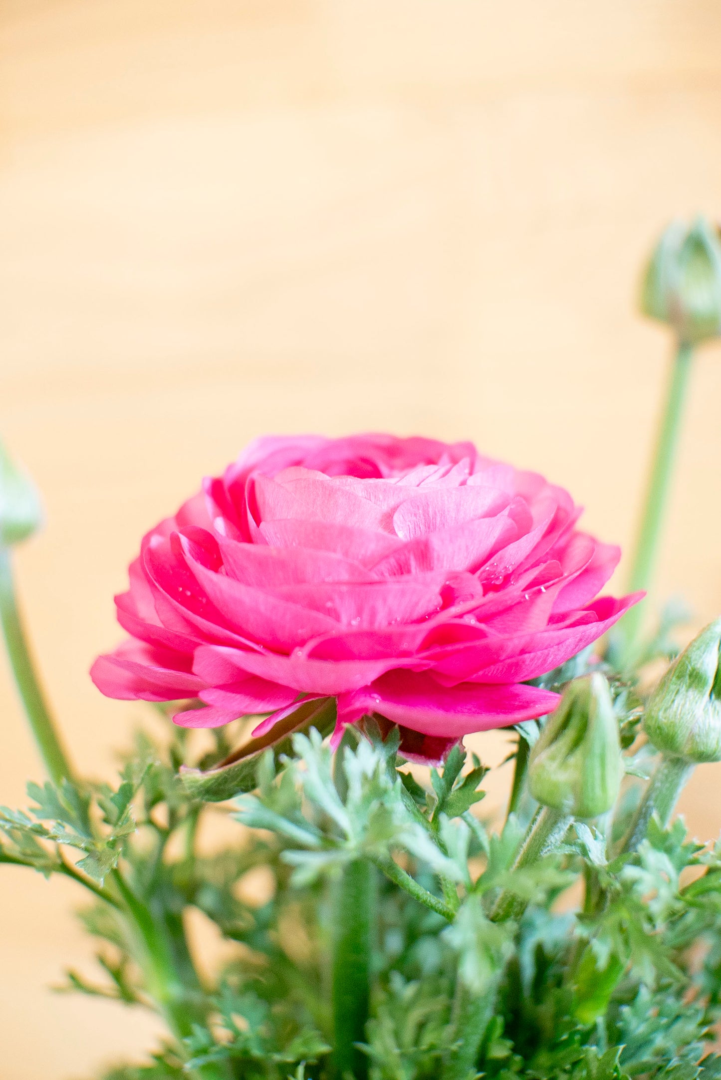 Ranuncolo (Ranunculus)