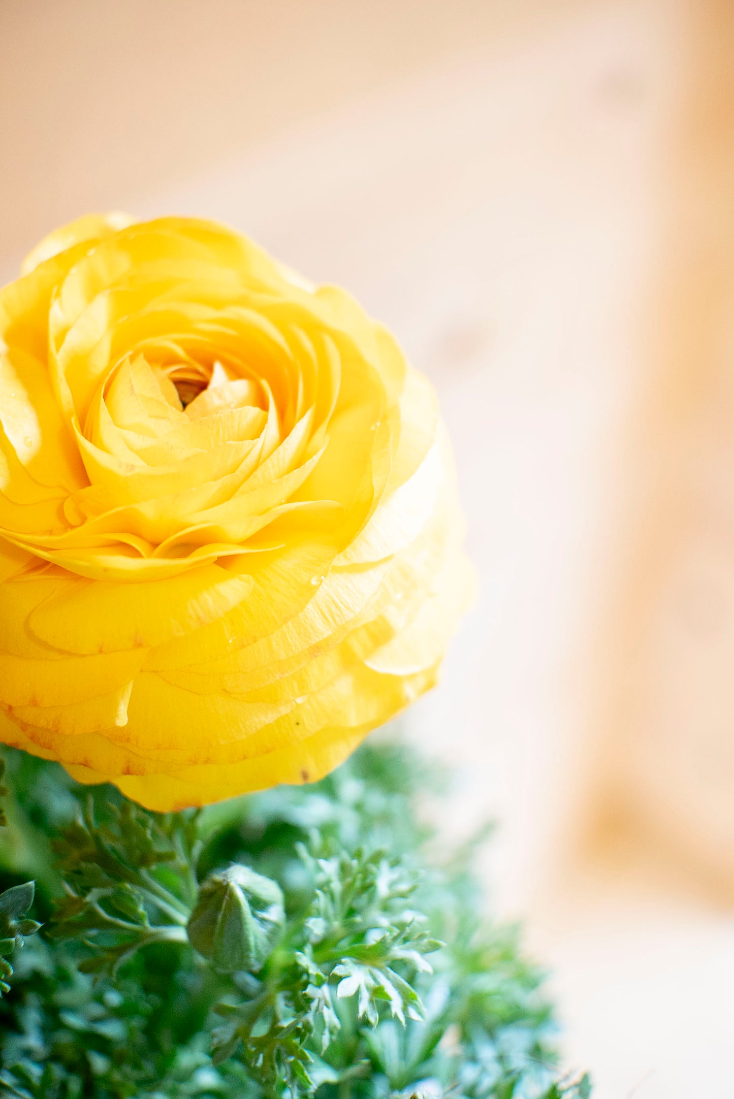 Ranuncolo (Ranunculus)