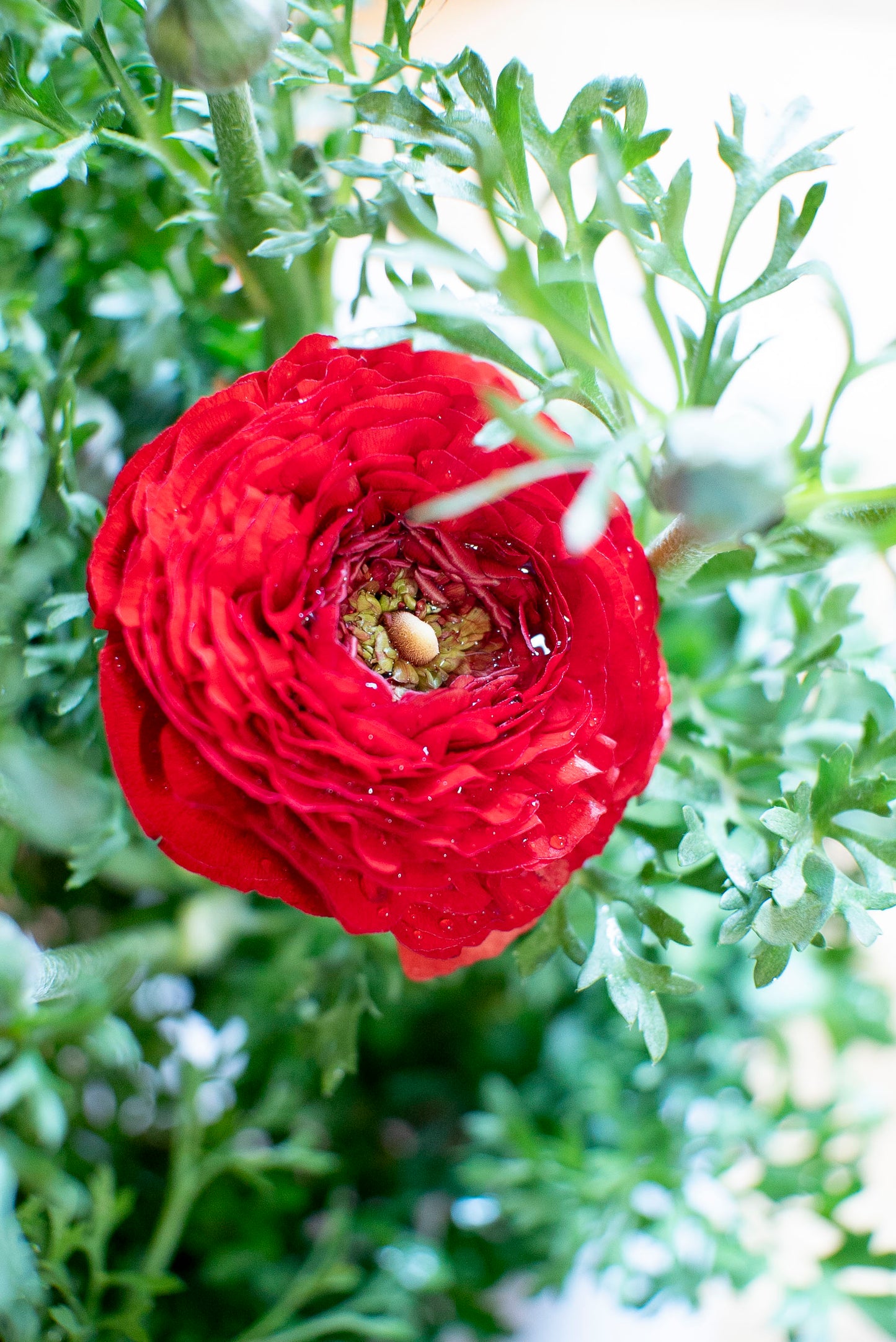 Ranuncolo (Ranunculus)