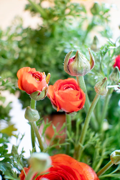 Ranuncolo (Ranunculus)