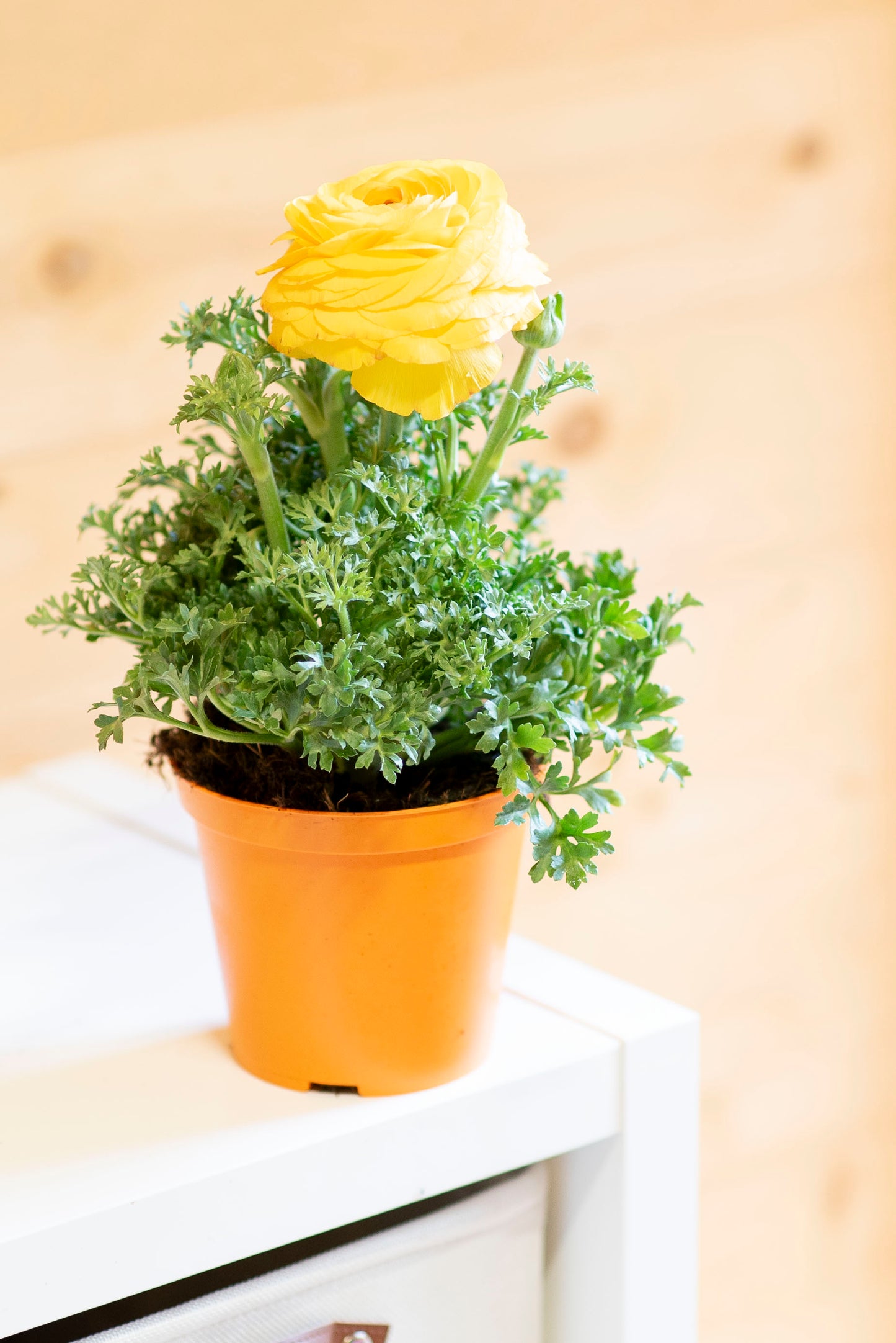 Ranuncolo (Ranunculus)