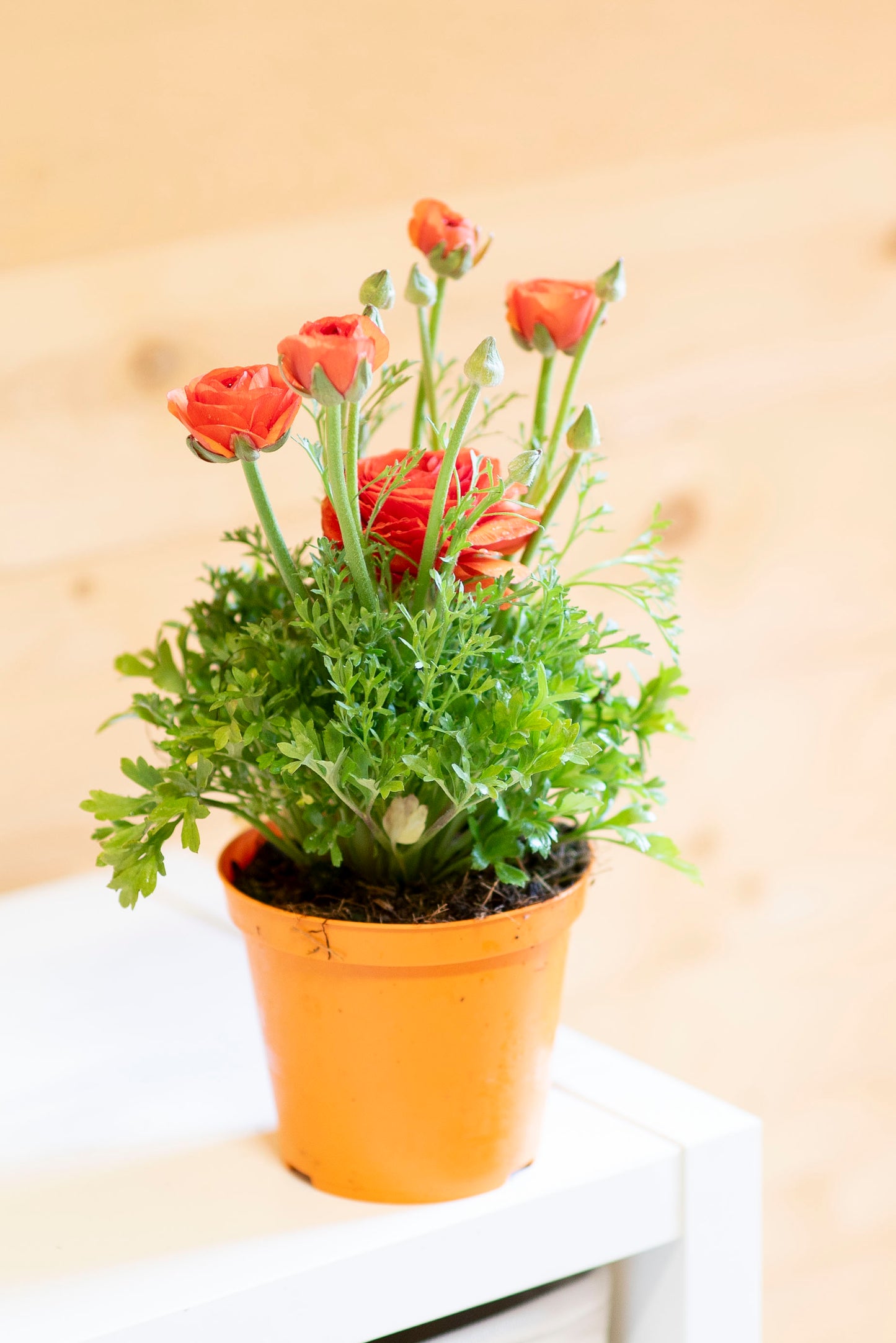 Ranuncolo (Ranunculus)