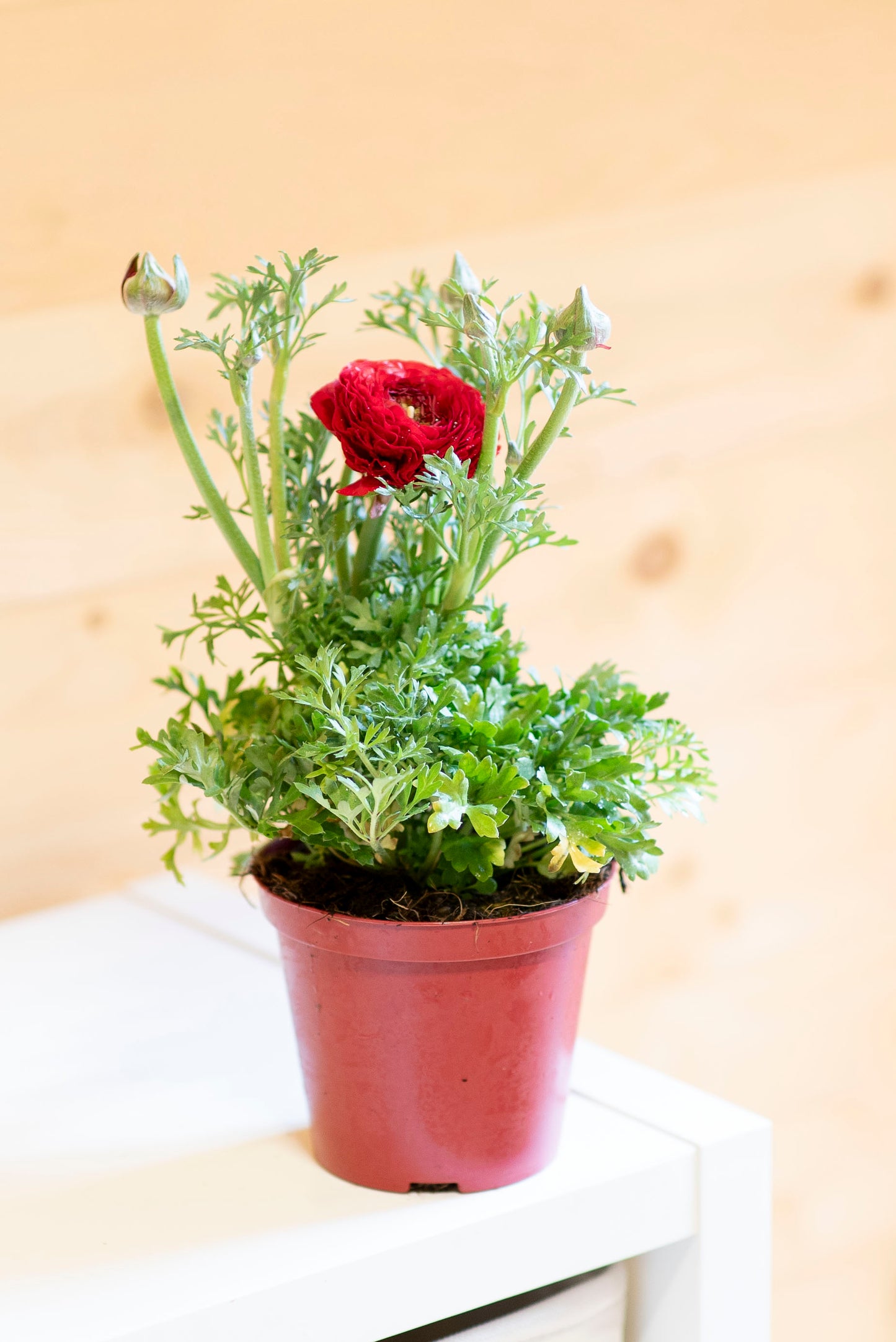 Ranuncolo (Ranunculus)