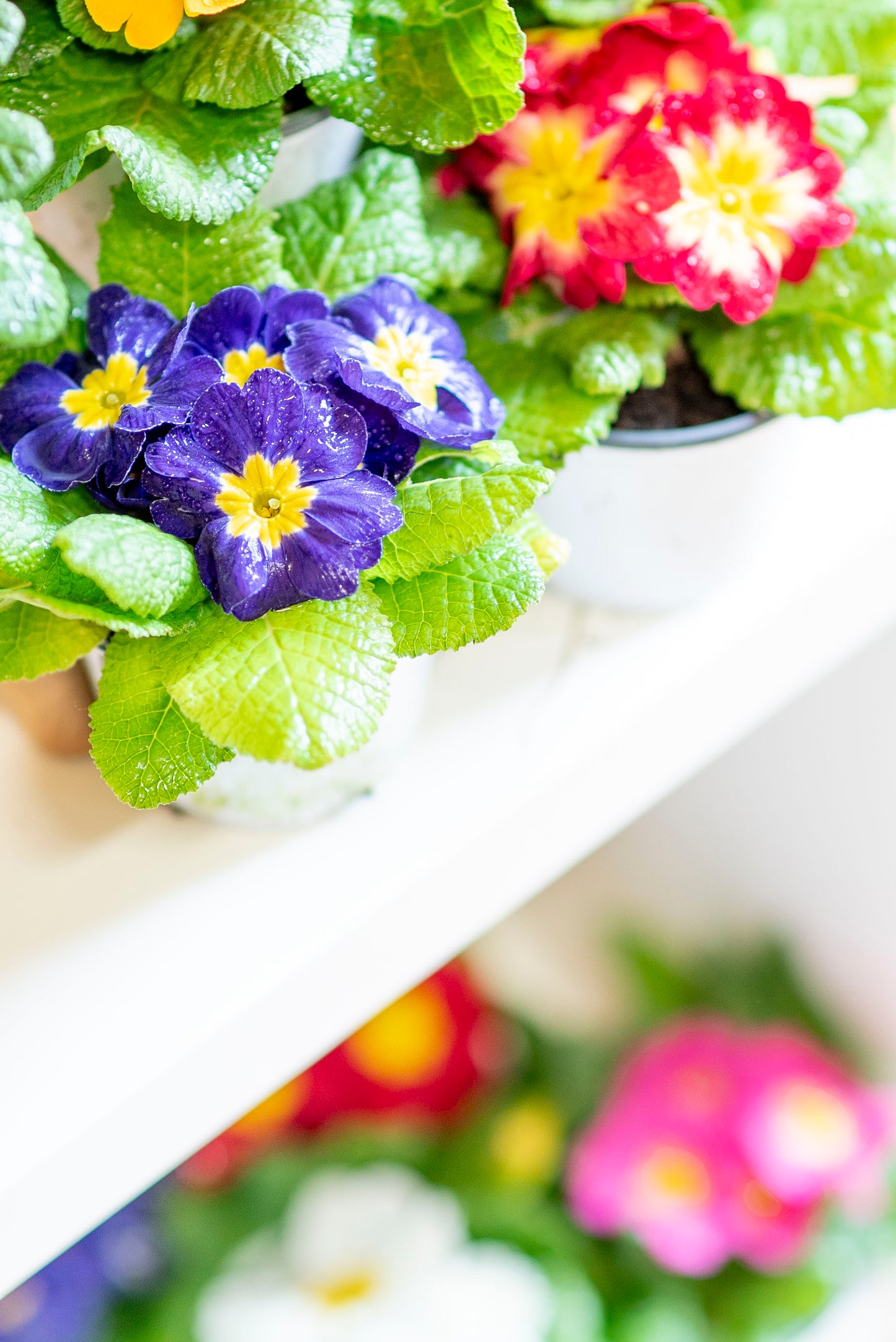 Primula