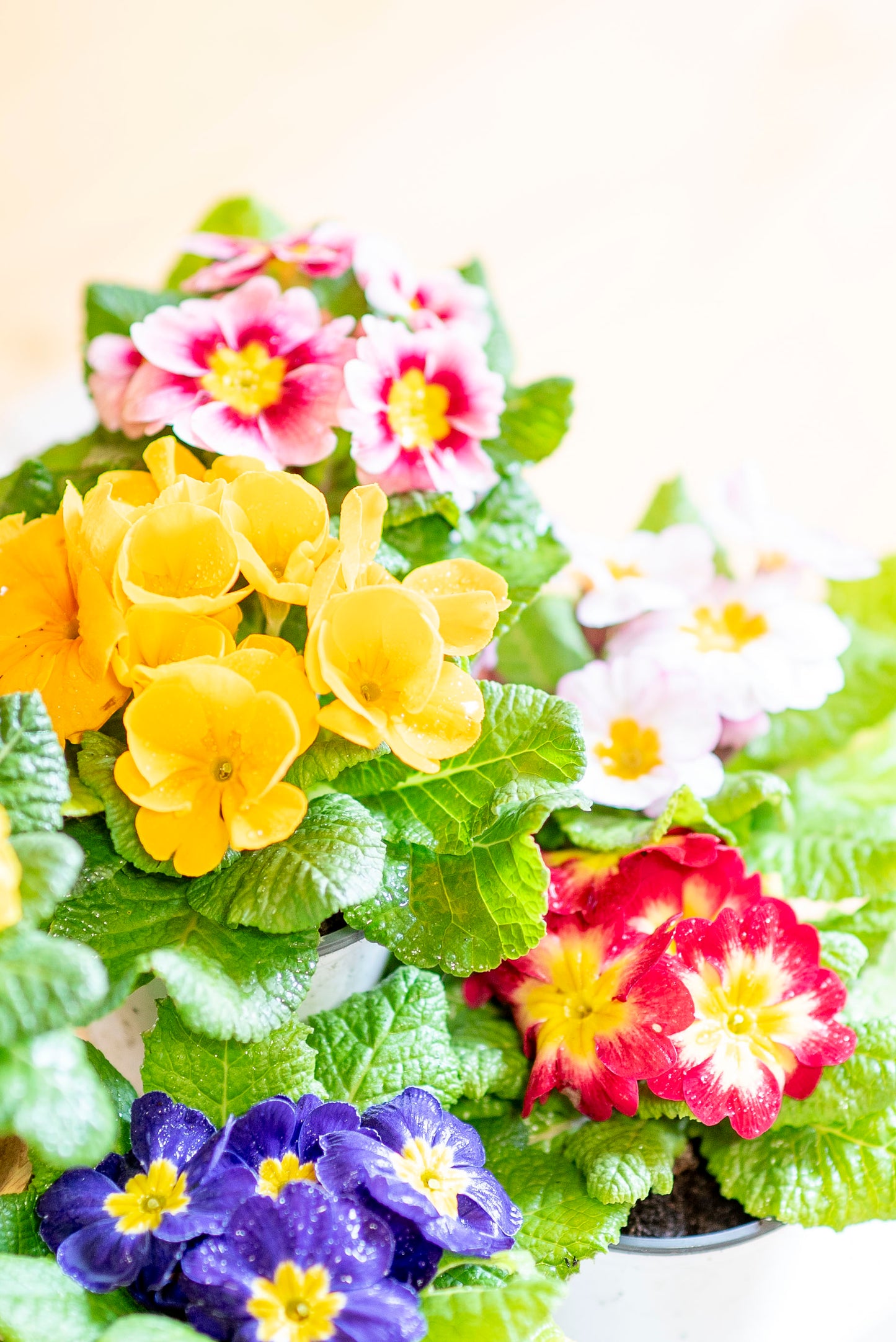 Primula