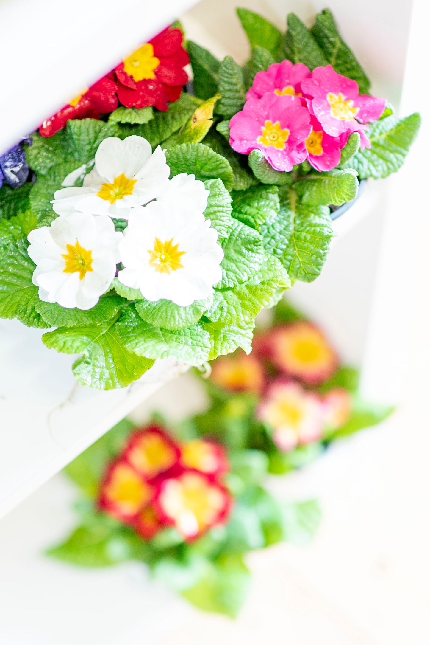 Primula